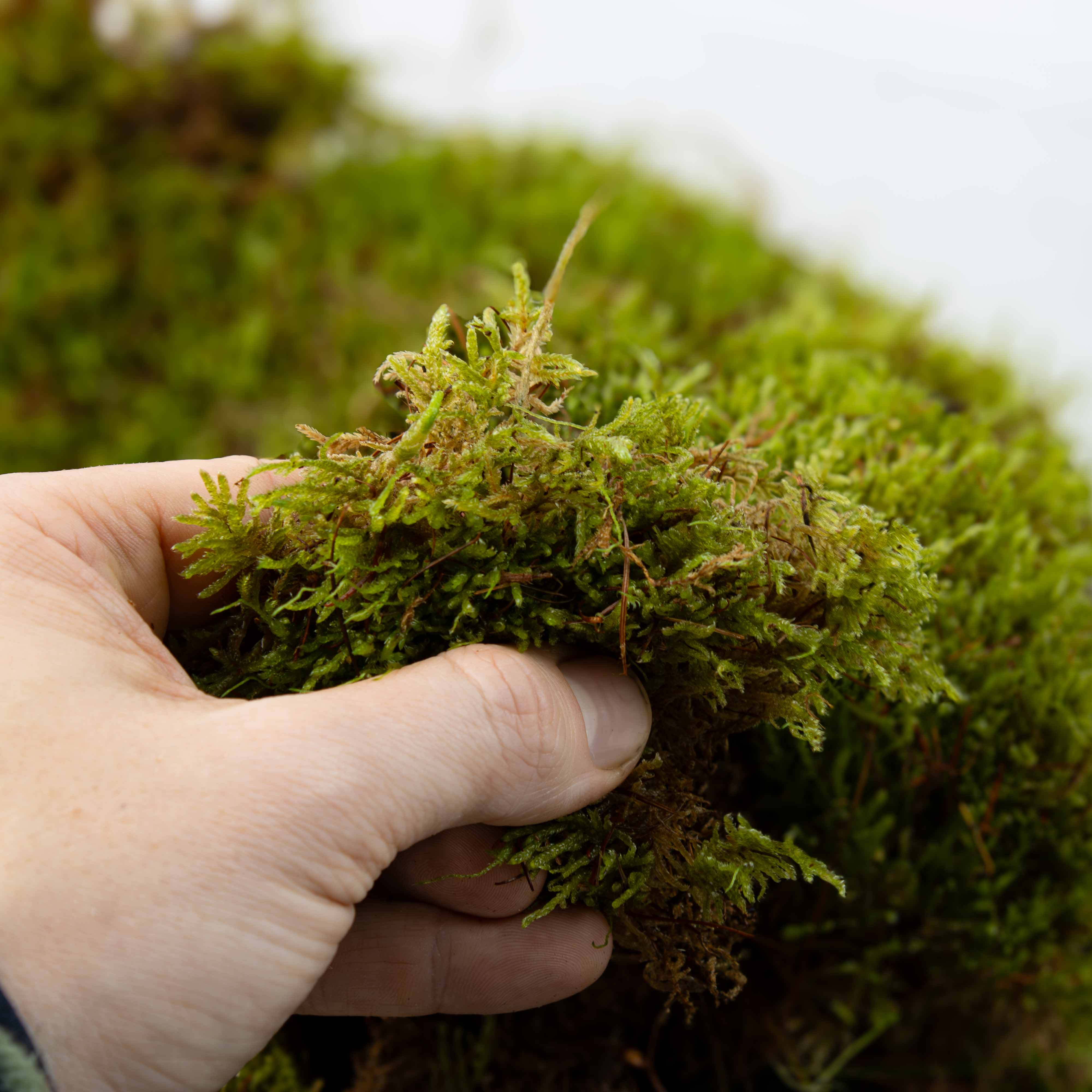 Carpet Moss (Hypnum cupressiforme) - Image 5