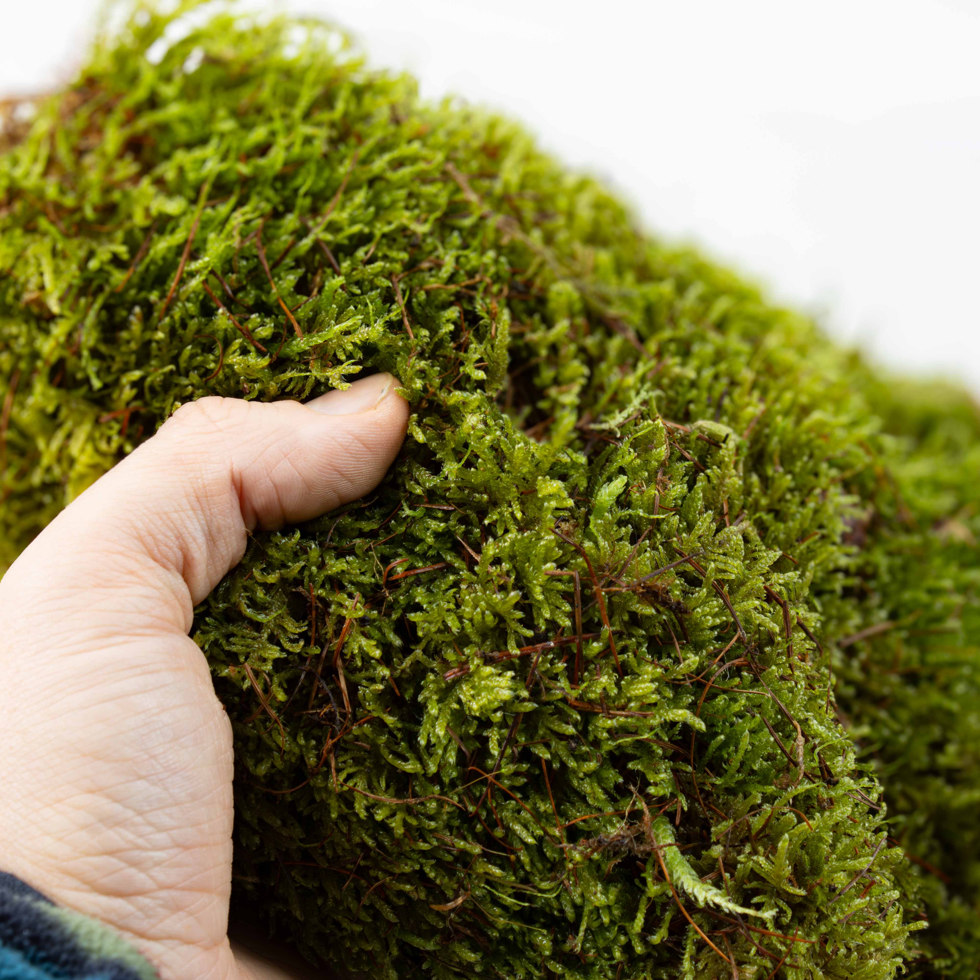 Carpet Moss (Hypnum cupressiforme) - Image 6