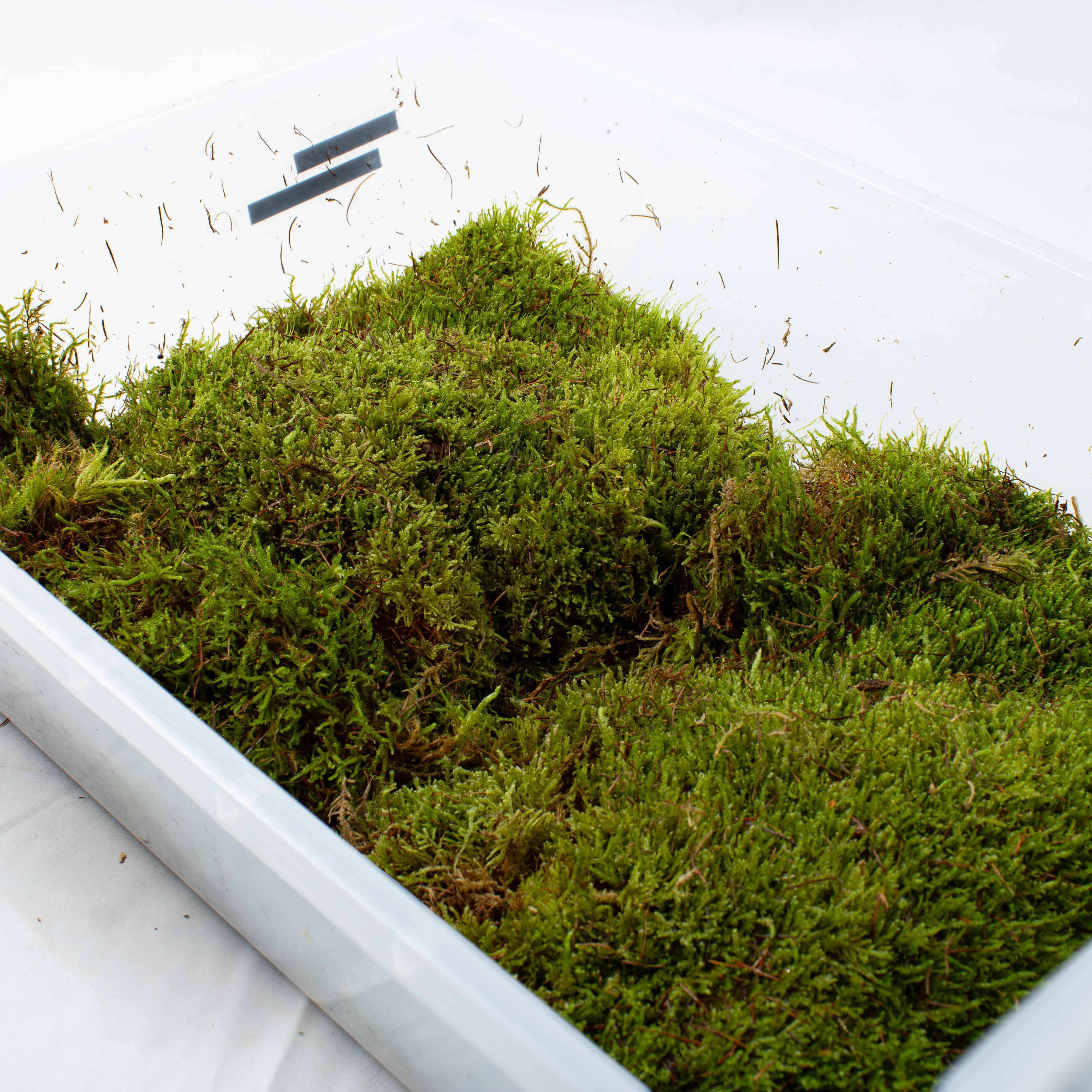 Carpet Moss (Hypnum cupressiforme) - Image 7
