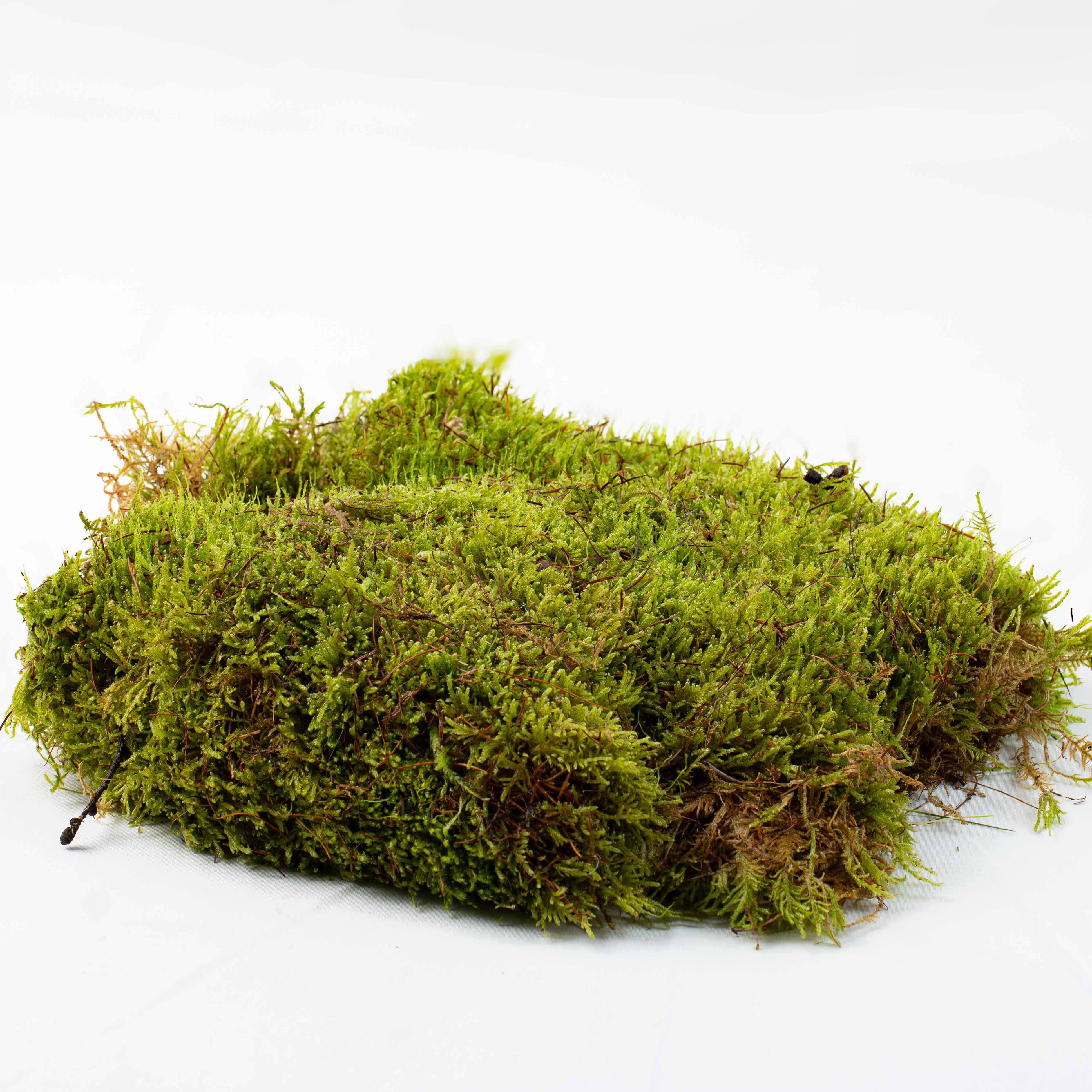 Carpet Moss (Hypnum cupressiforme) - Image 8