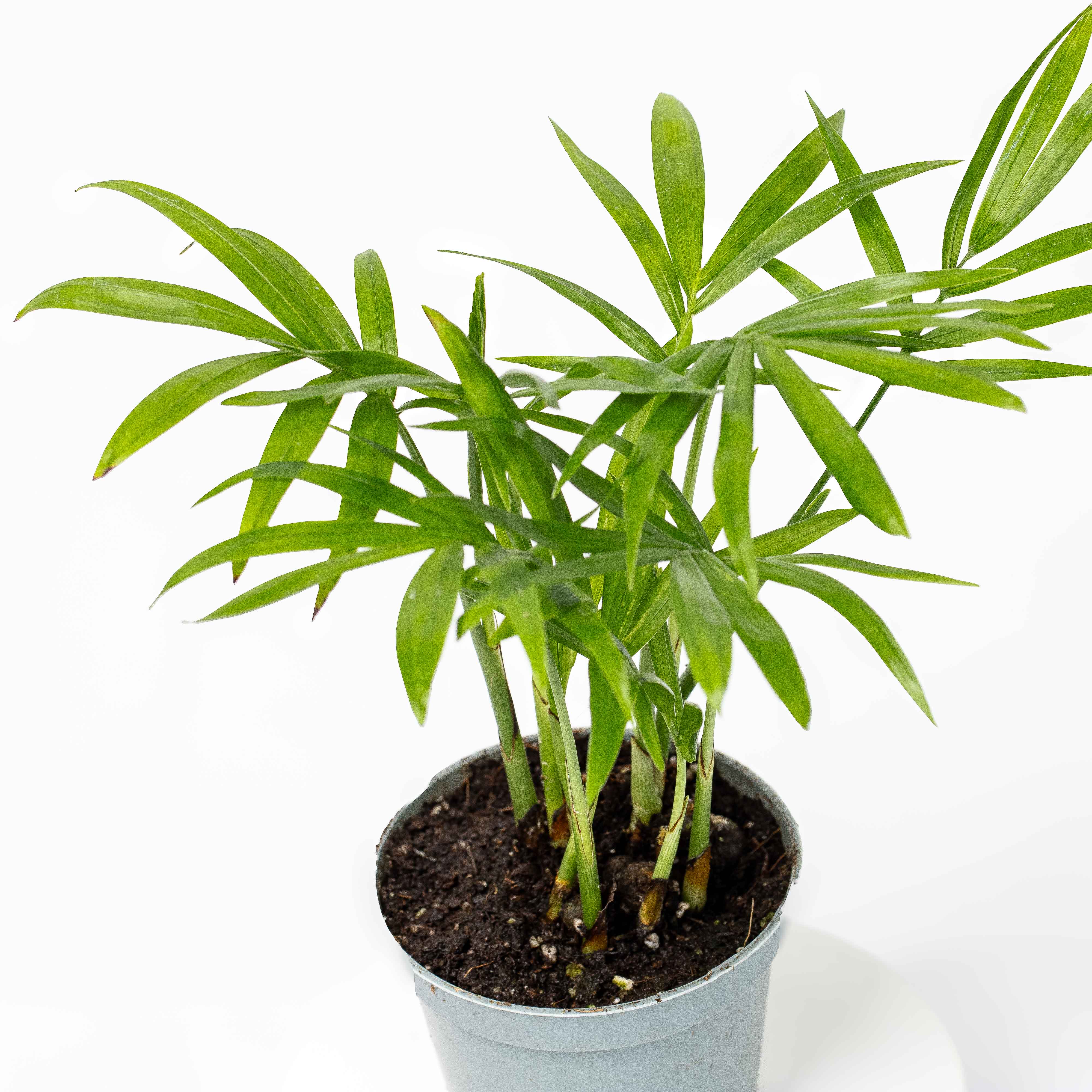 Chamaedorea elegans (Parlour Palm) 6cm - Image 3