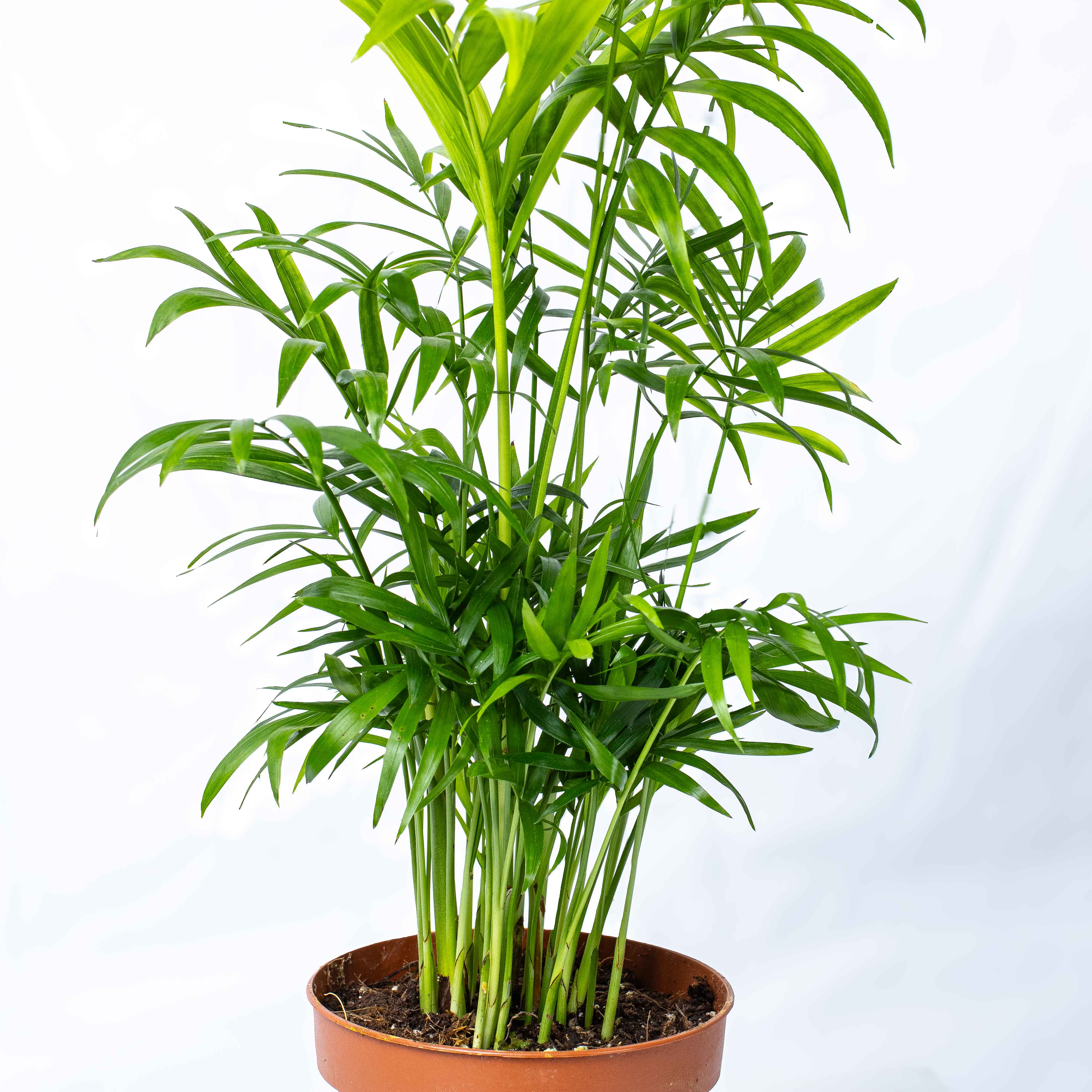 Chamaedorea elegans (Parlour Palm) 12cm - Image 3