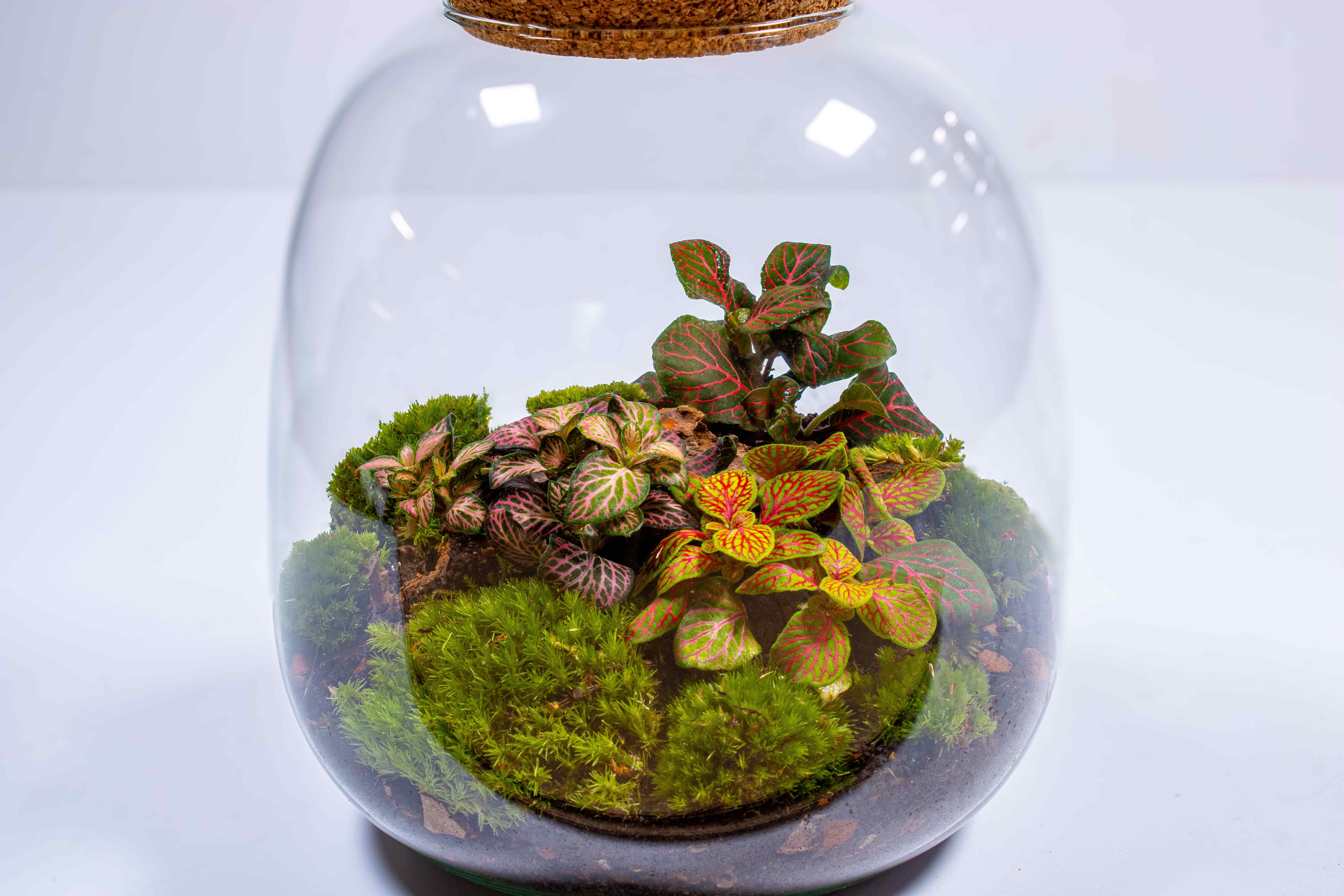 Bulb Terrarium Kit - Image 13