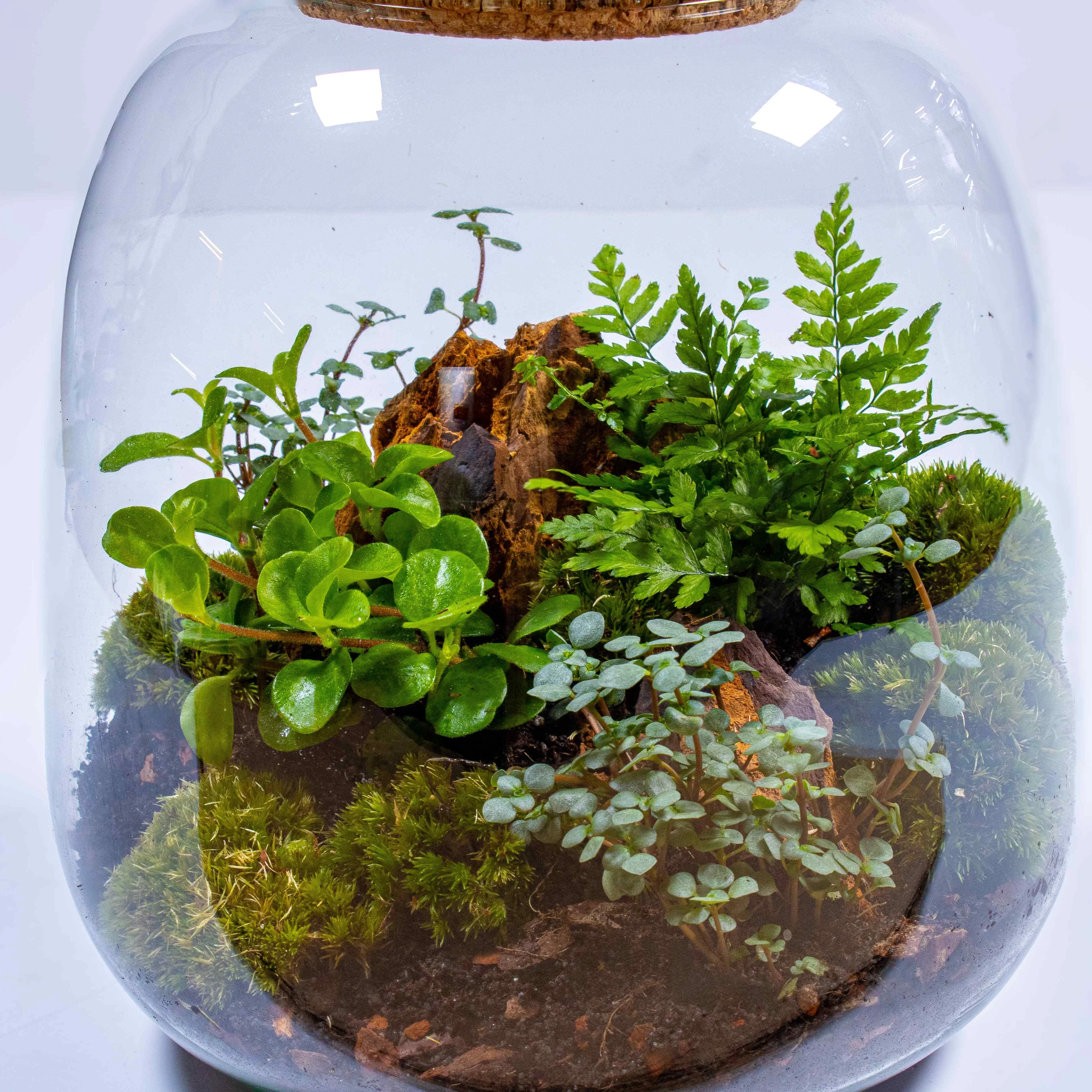 Bulb Terrarium Kit - Image 2
