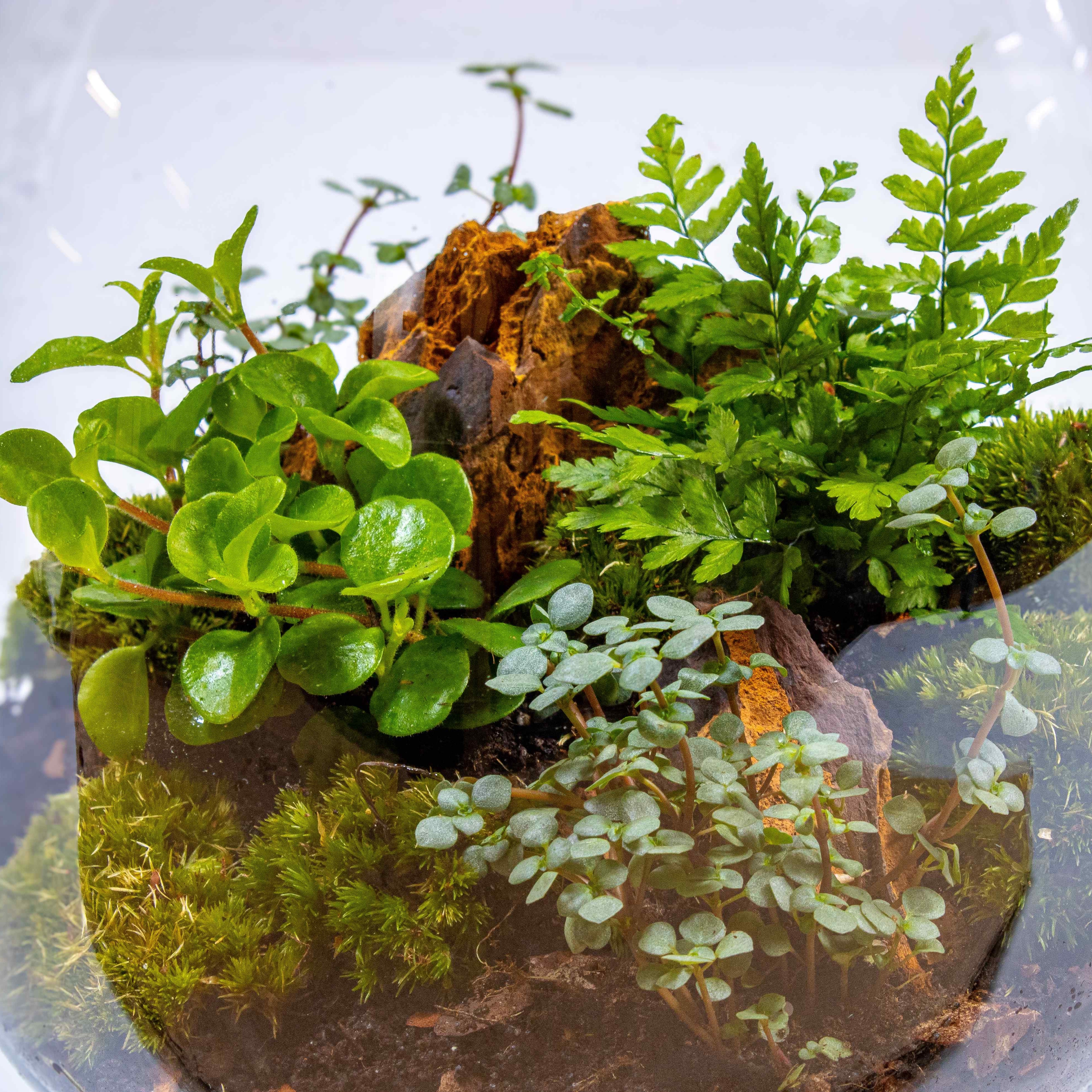 Bulb Terrarium Kit - Image 3