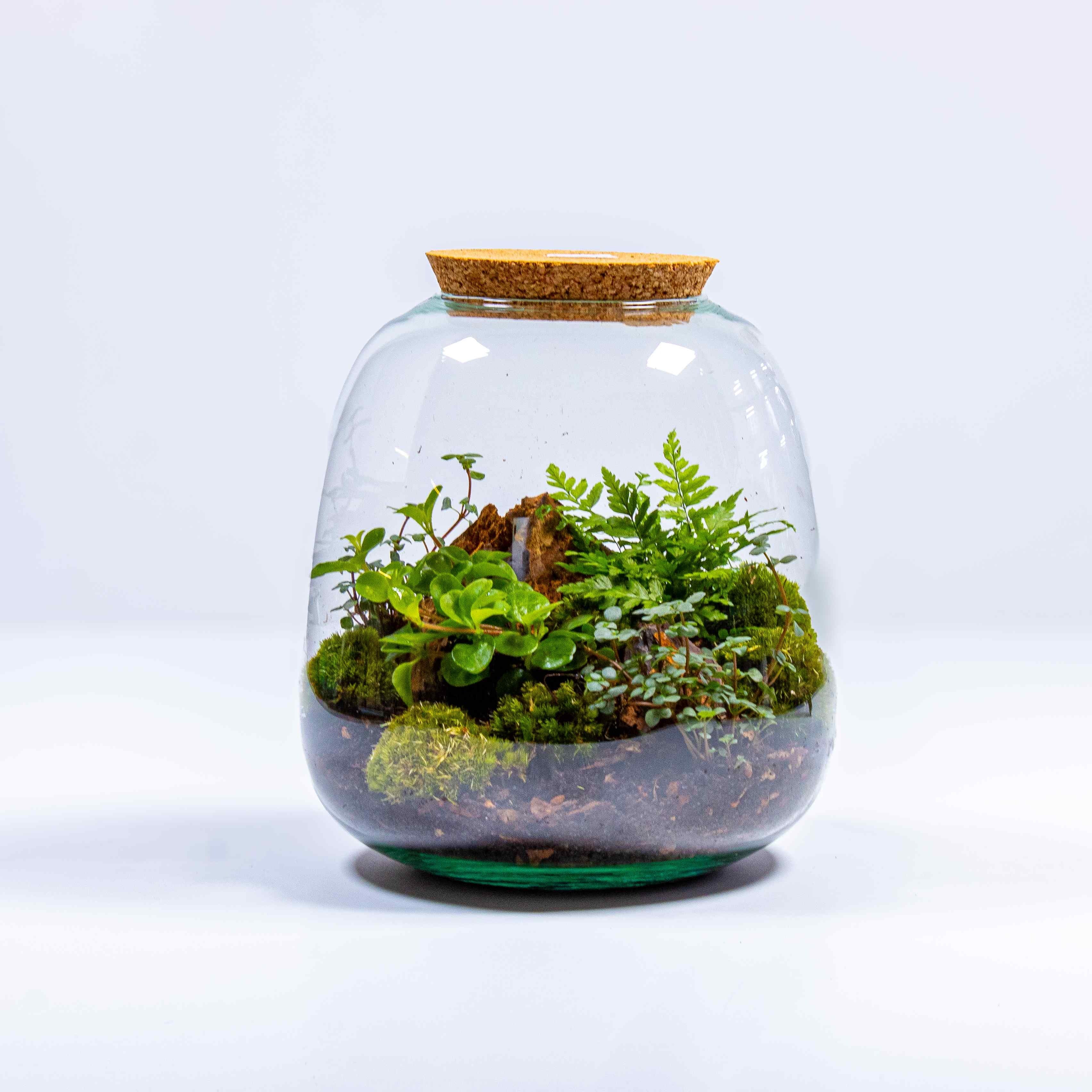 Bulb Terrarium Kit - Image 4