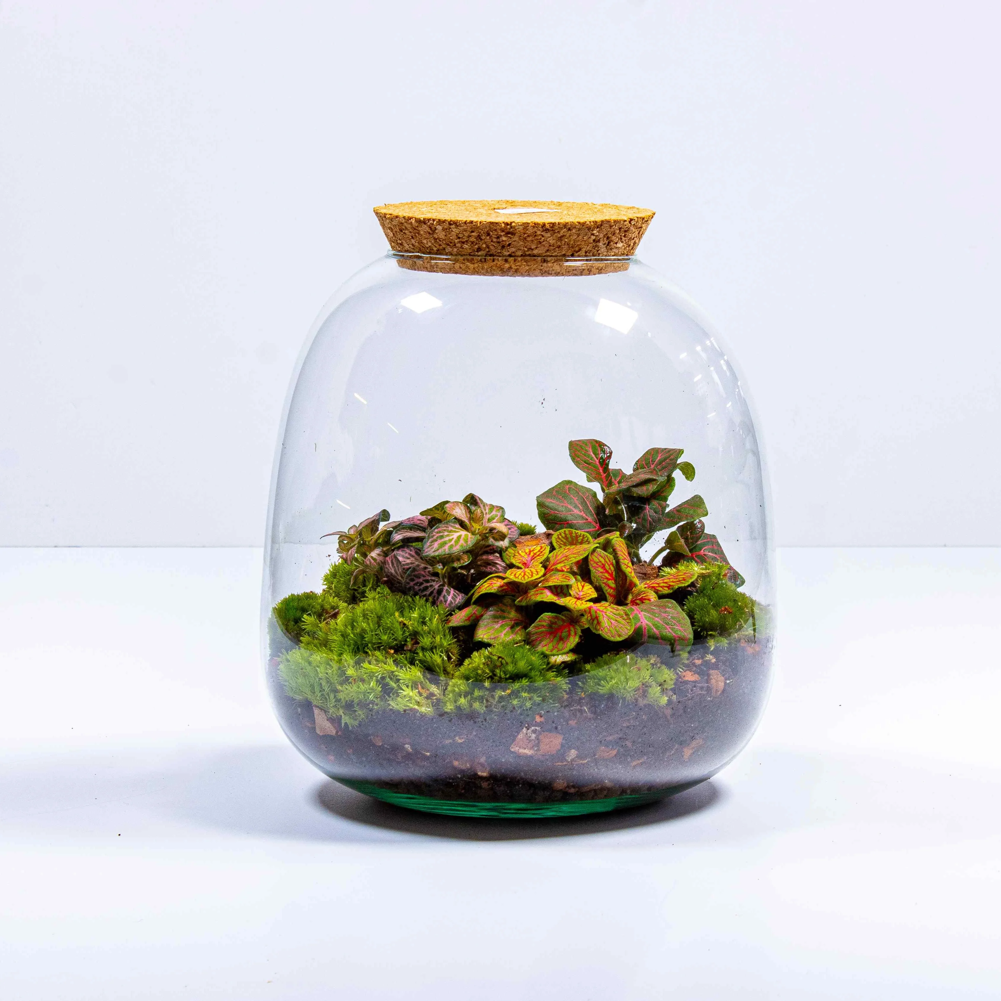 Bulb Terrarium Kit - Image 5