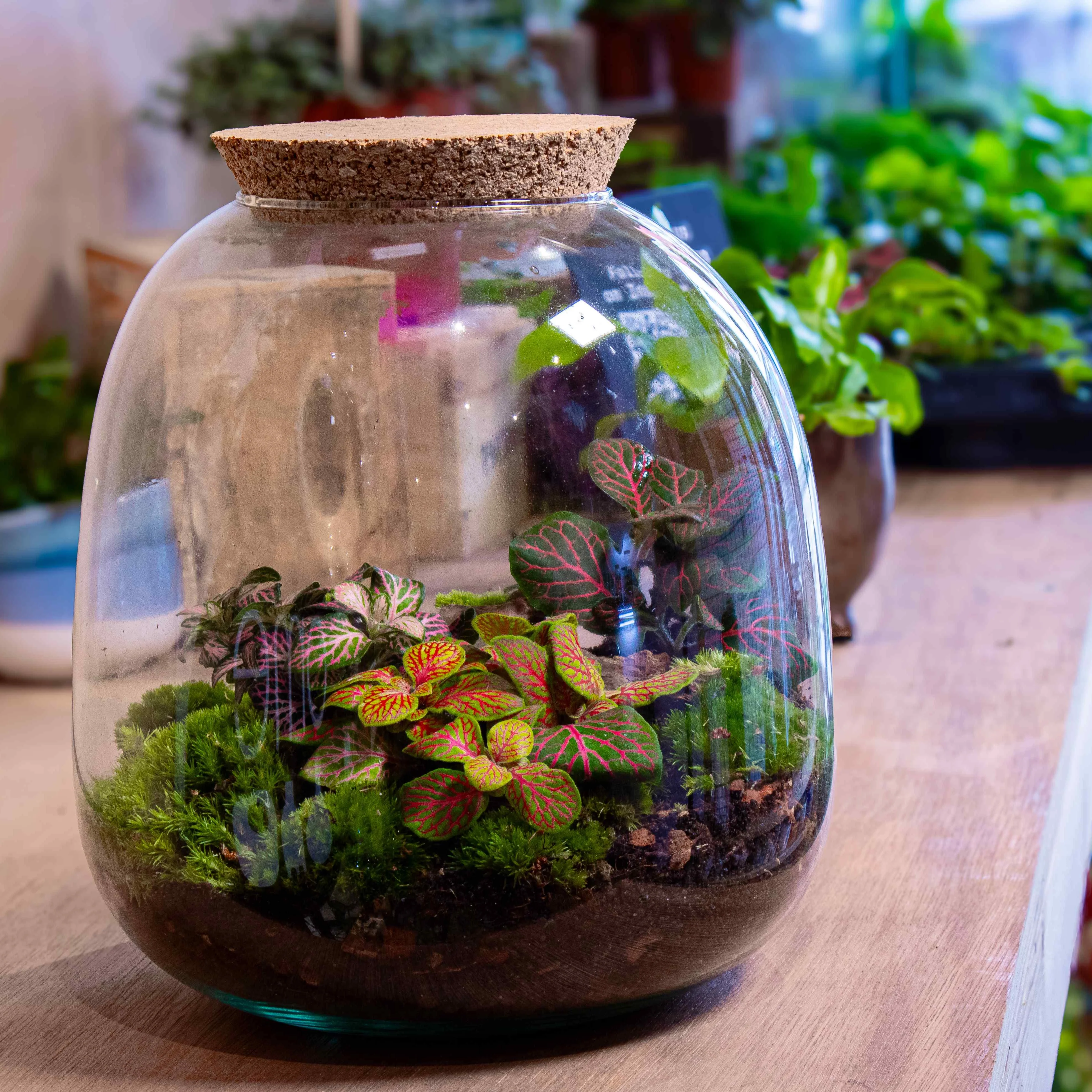 Bulb Terrarium Kit - Image 8
