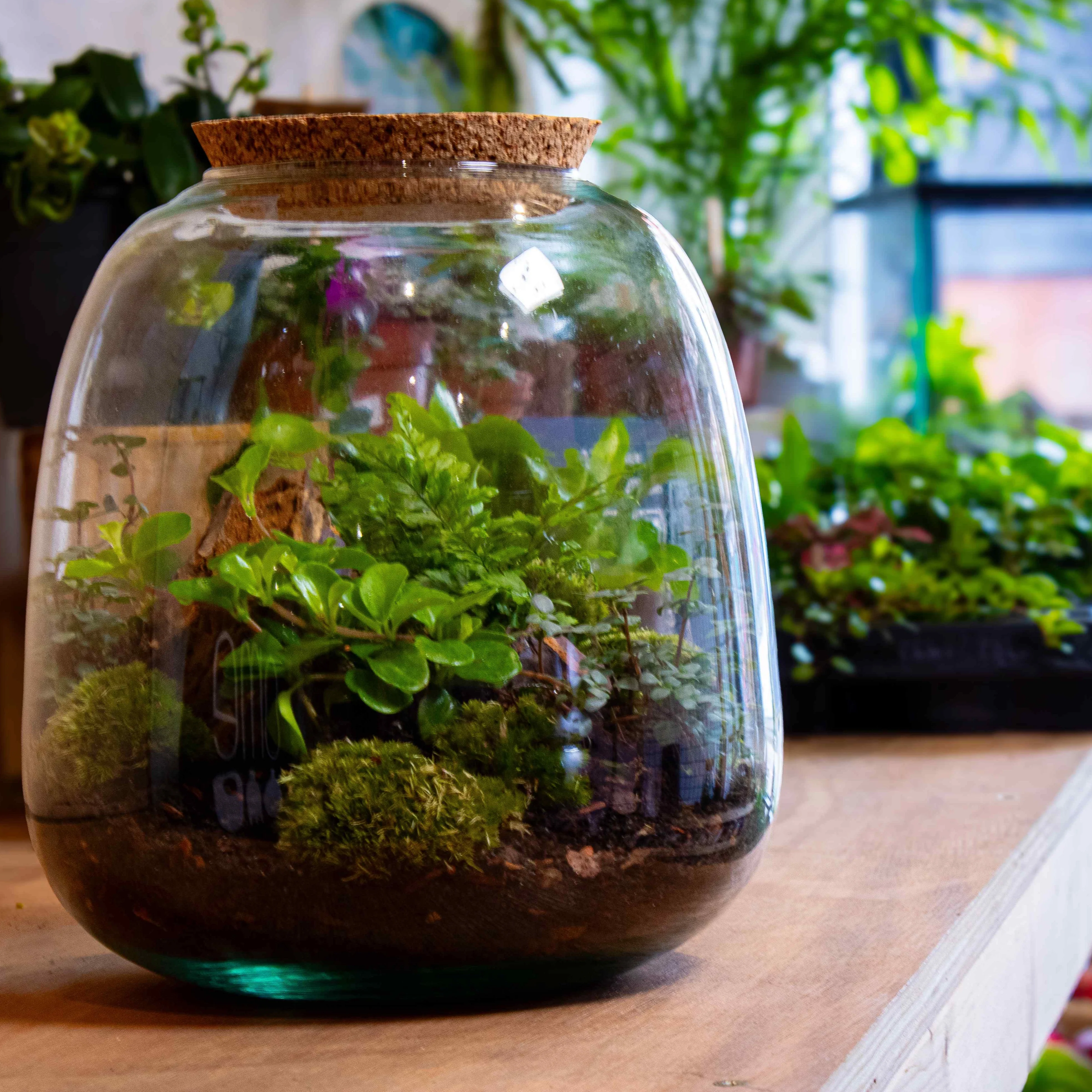 Bulb Terrarium Kit - Image 9