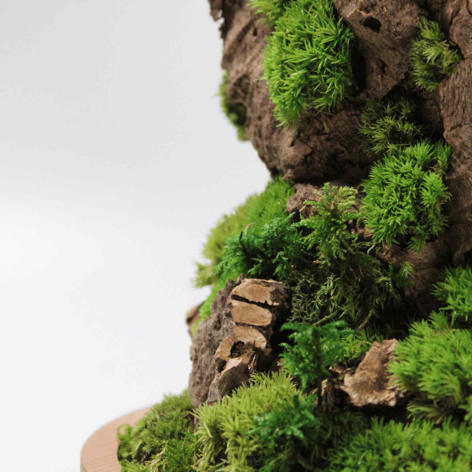 Cloche - Image 3