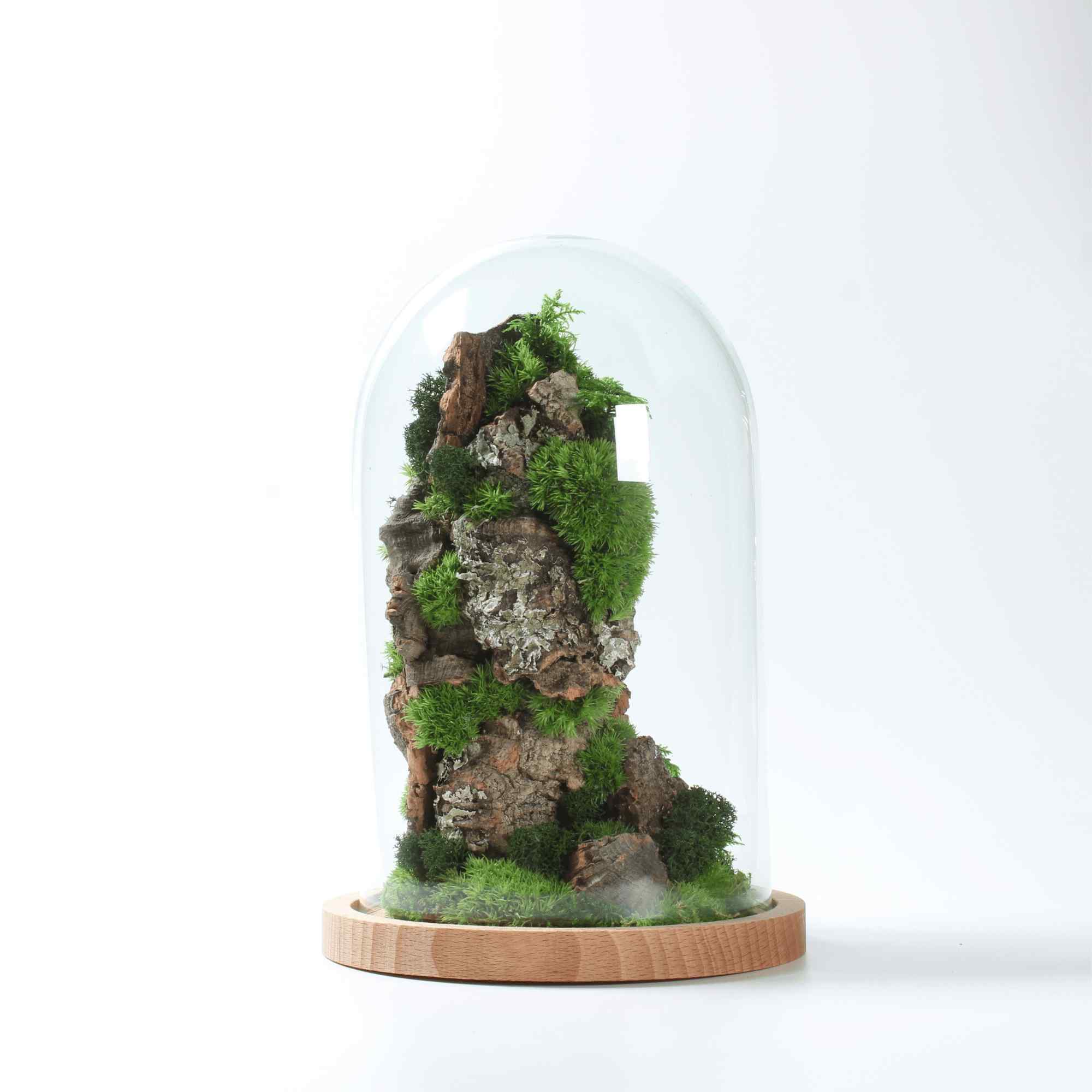 Cloche - Image 6