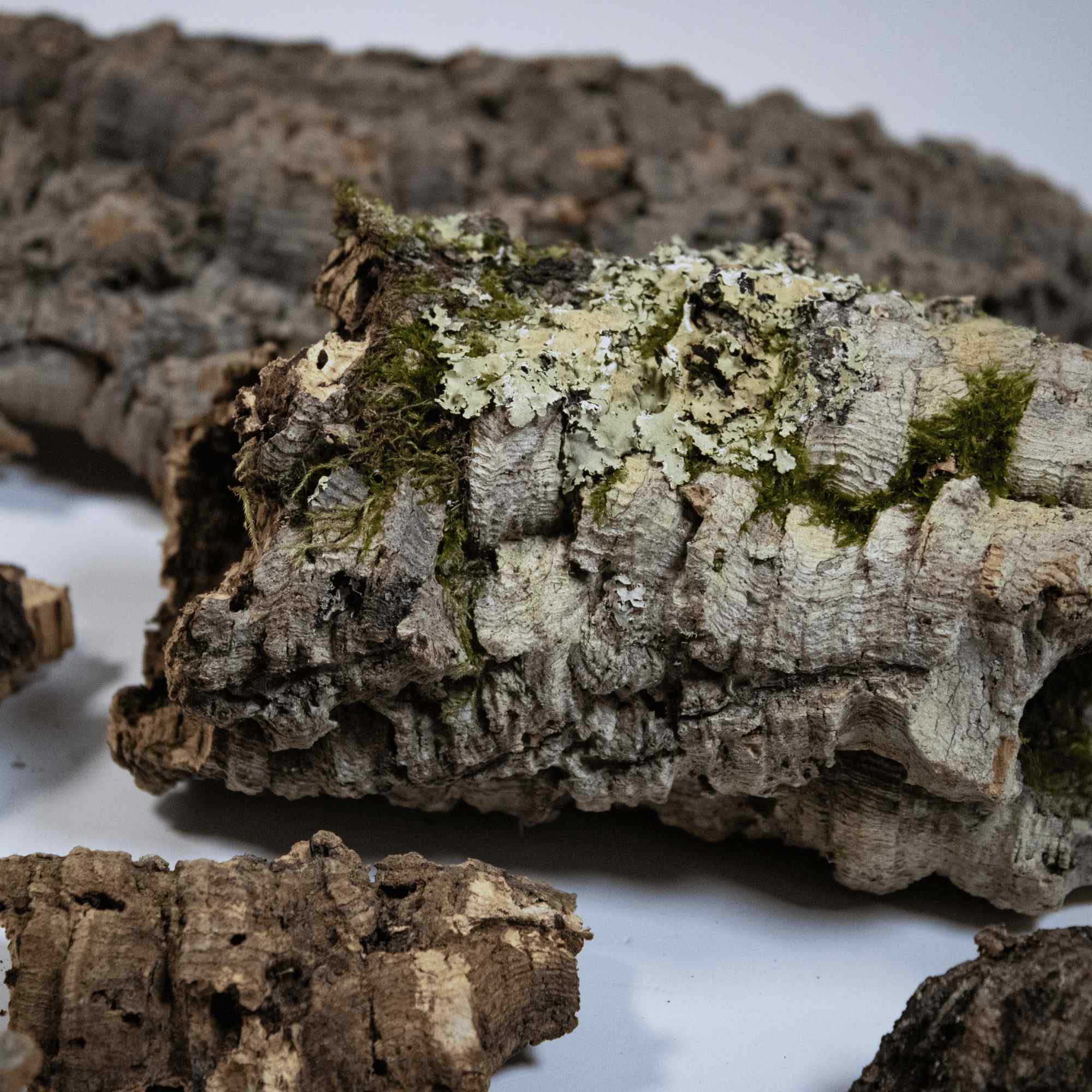 Cork Bark - Image 3