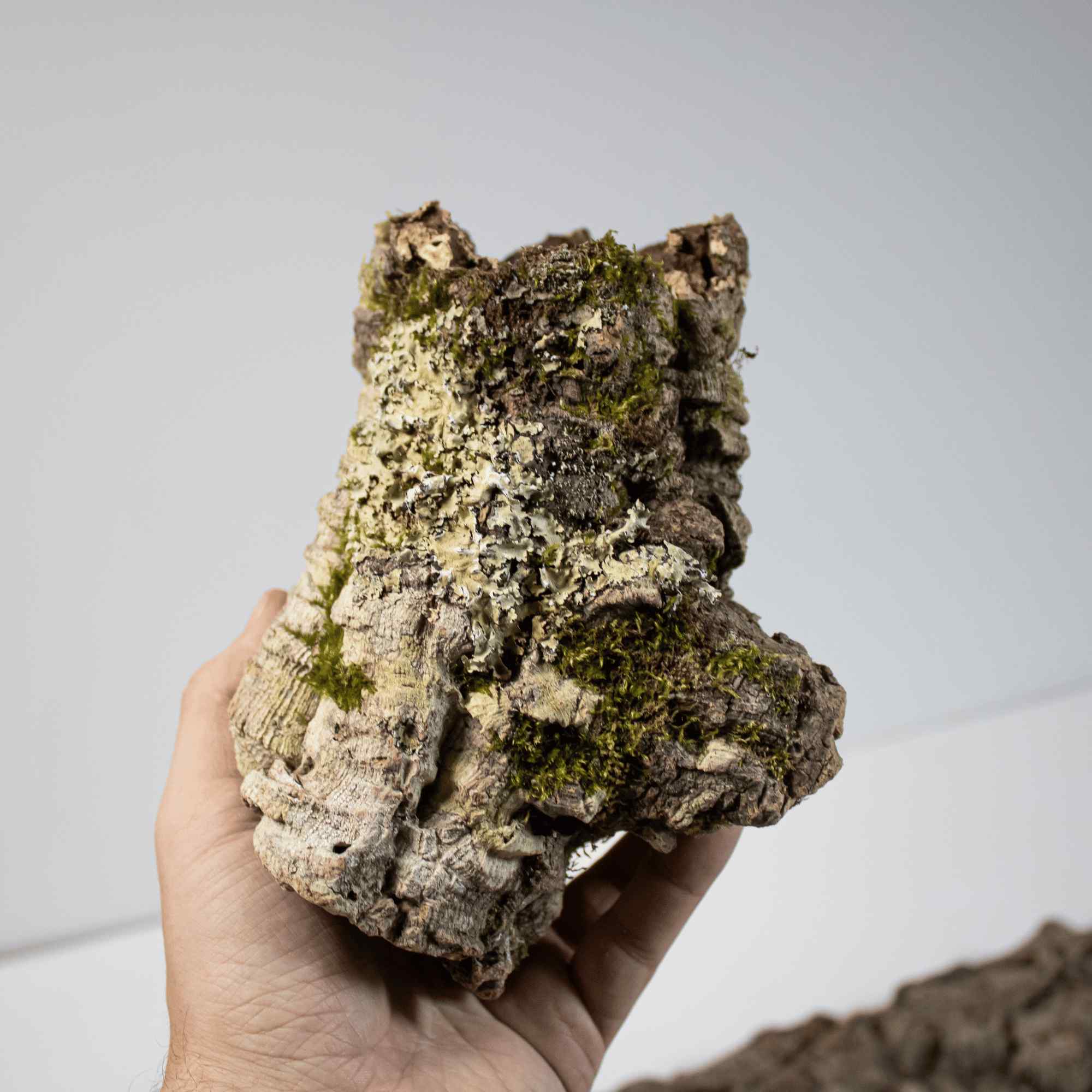 Cork Bark - Image 5