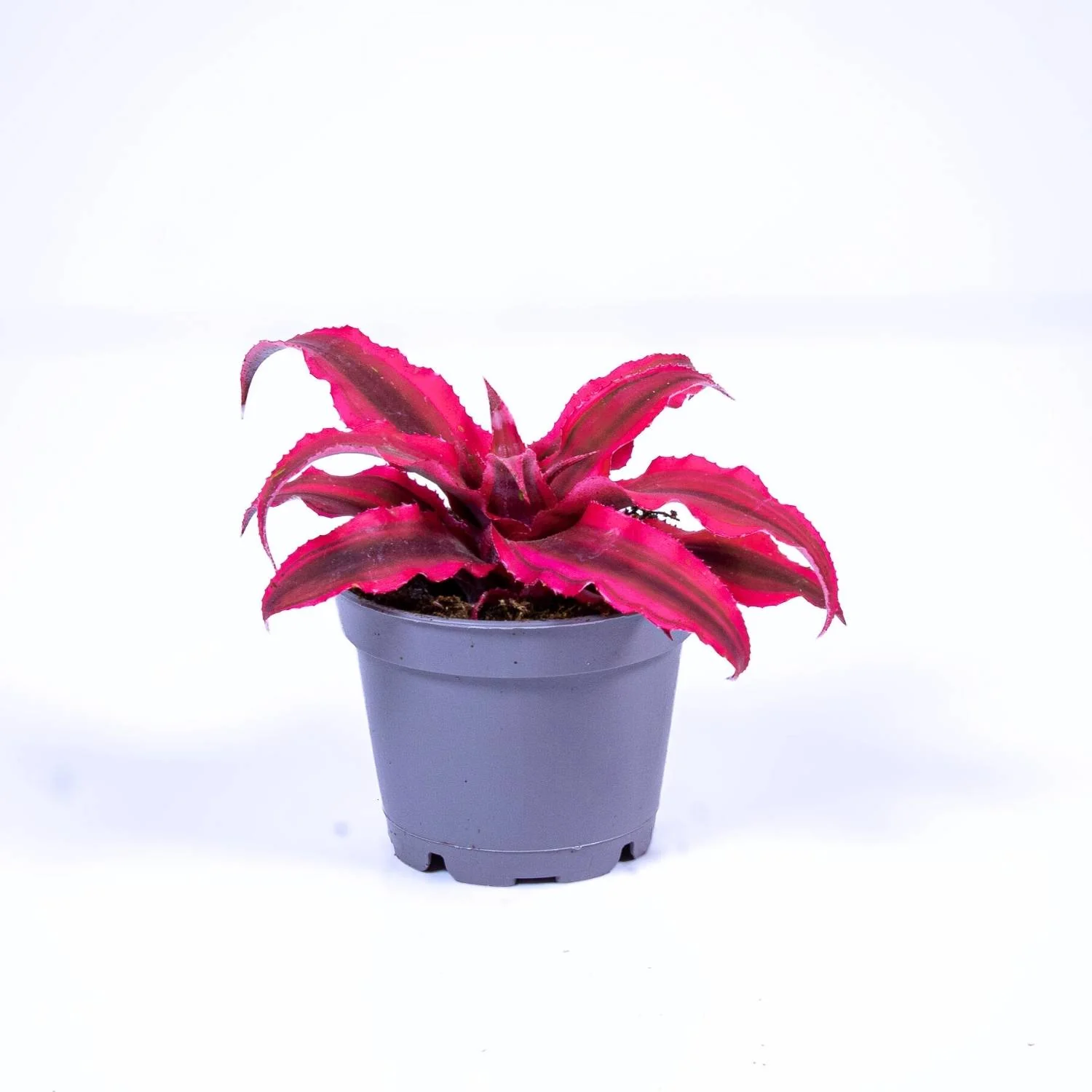 Cryptanthus rubens (Earth Star) 6cm