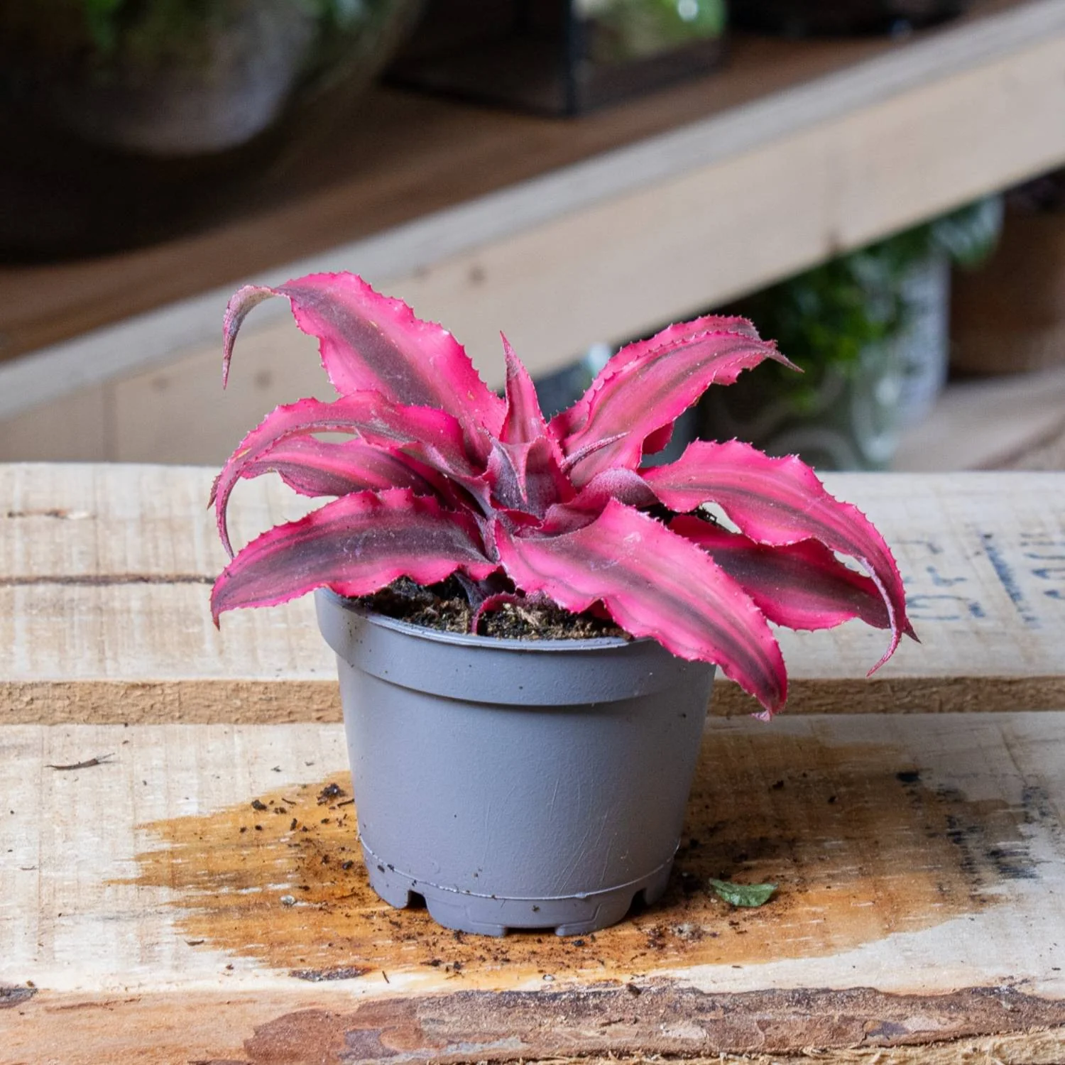Cryptanthus rubens (Earth Star) 6cm - Image 2