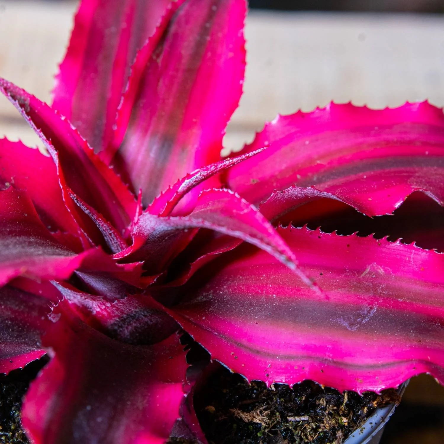 Cryptanthus rubens (Earth Star) 6cm - Image 3