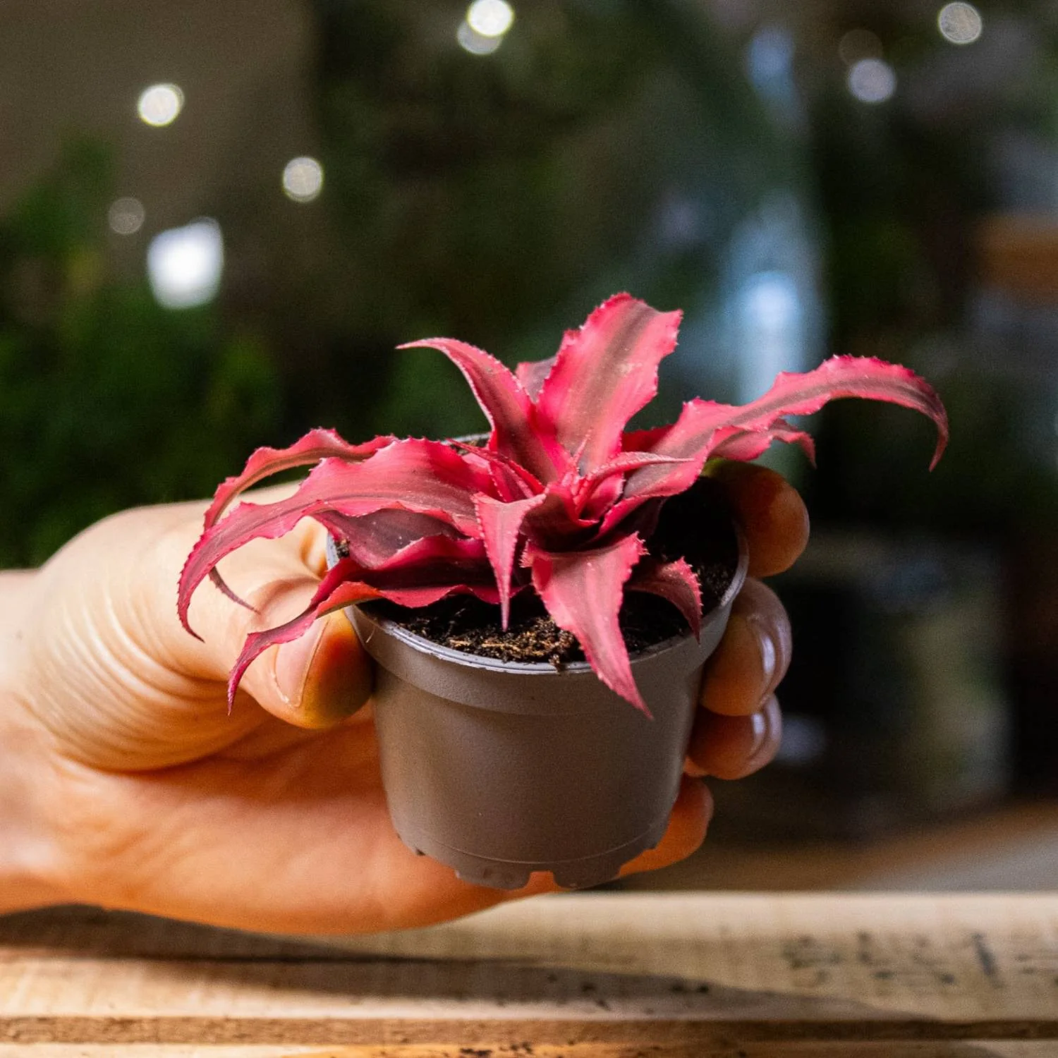 Cryptanthus rubens (Earth Star) 6cm - Image 4