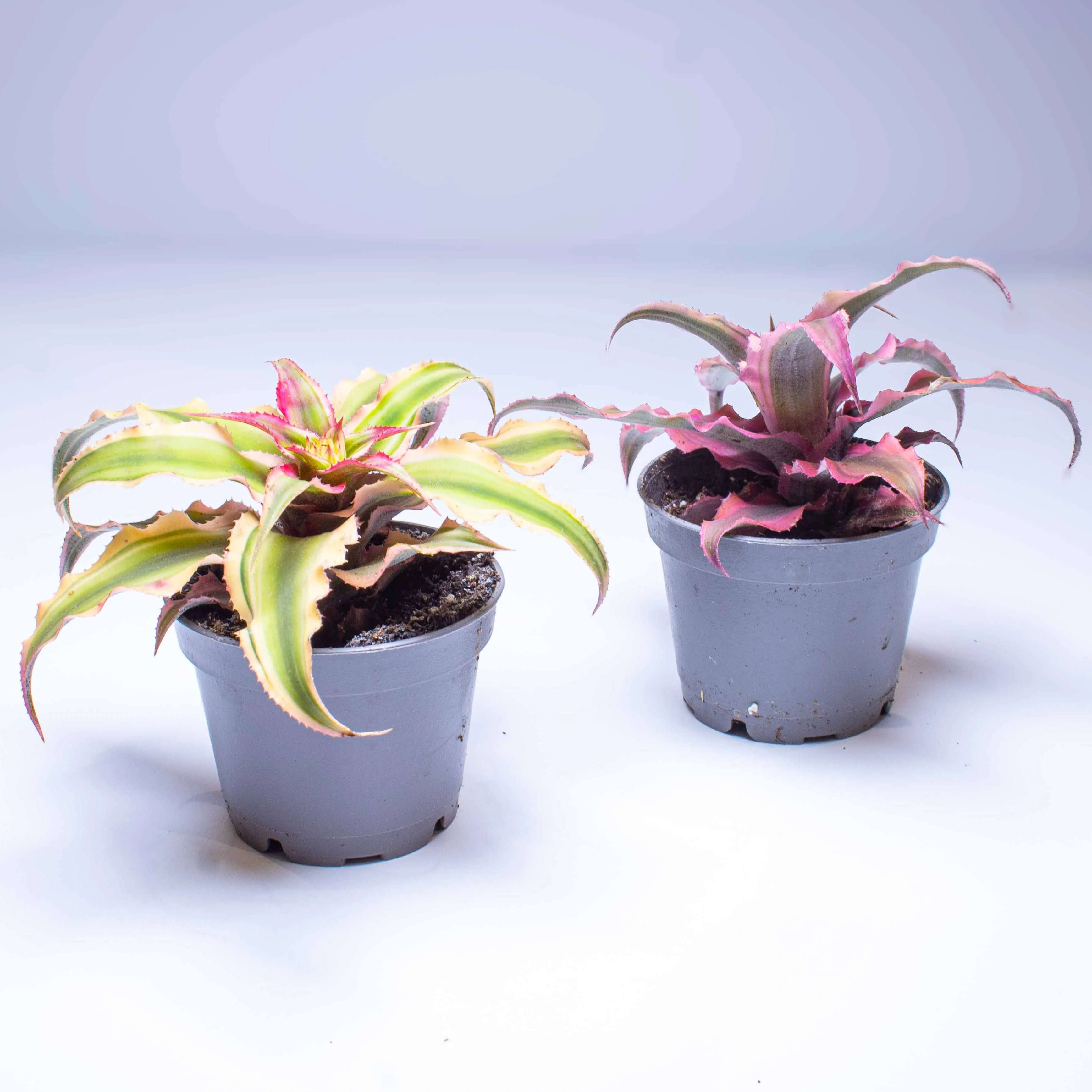 Cryptanthus rubens (Earth Star) 6cm - Image 5