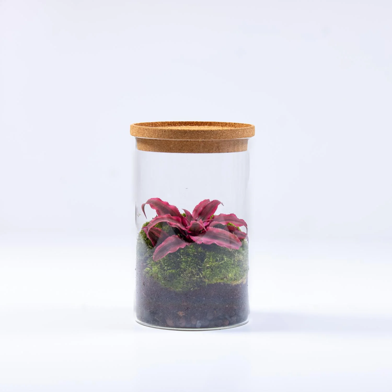 Cryptanthus Terrarium - Image 2