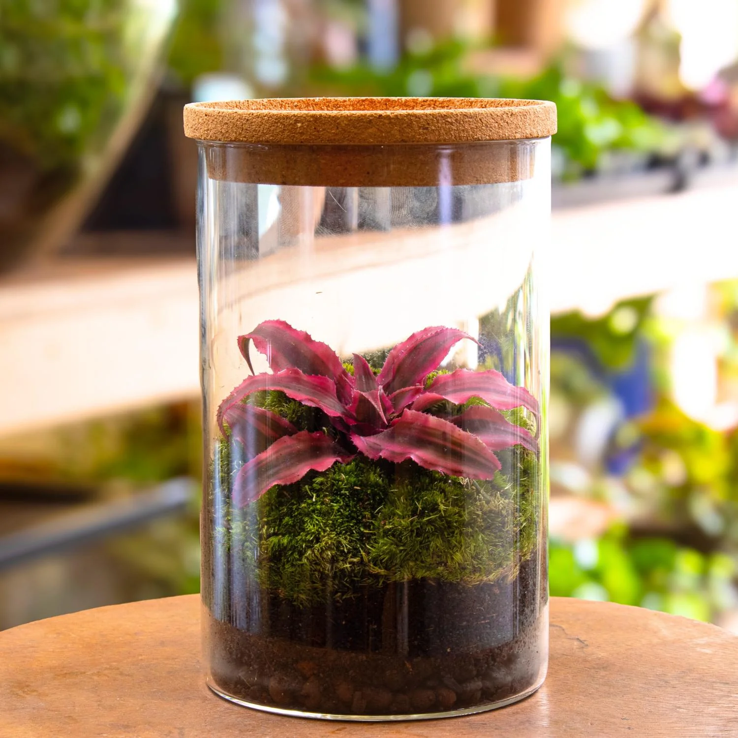Cryptanthus Terrarium - Image 3
