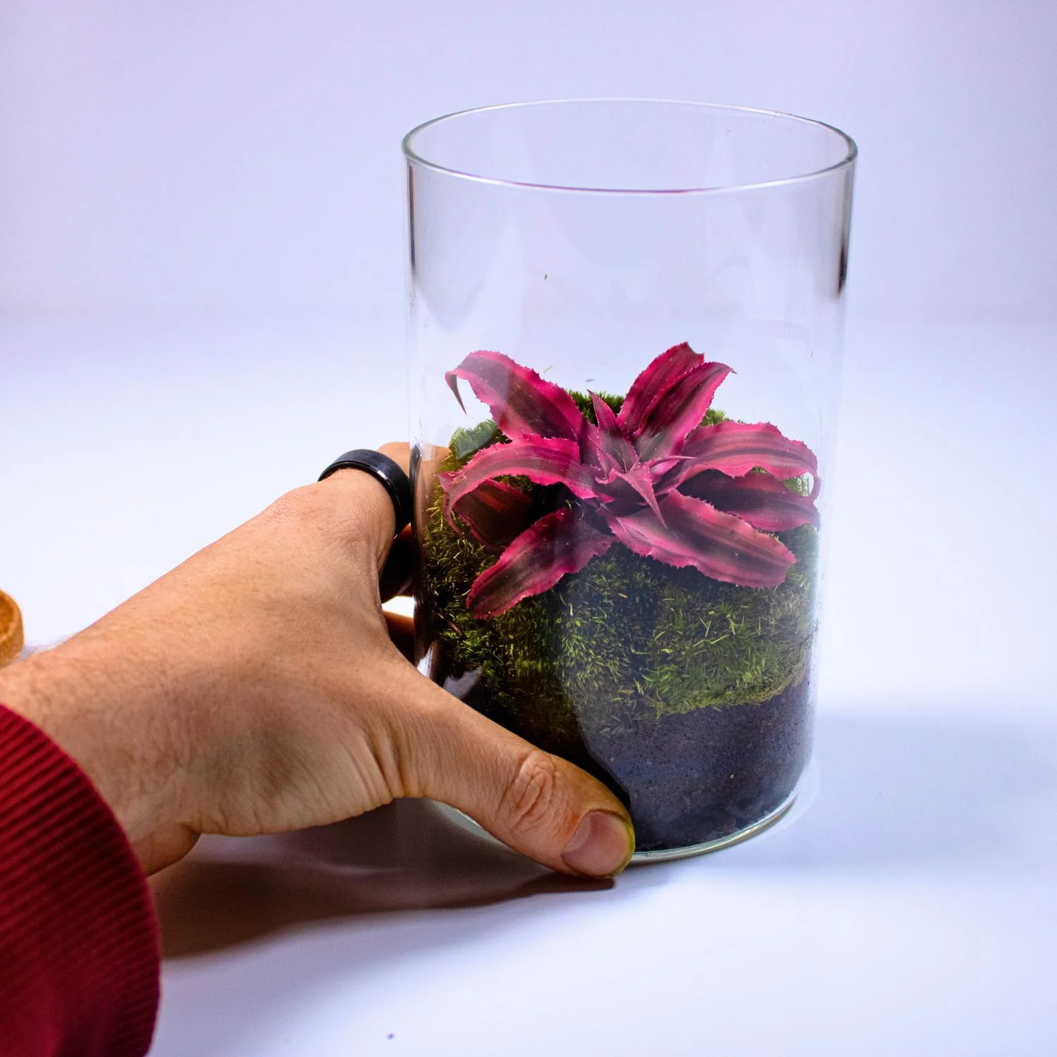 Cryptanthus Terrarium - Image 4