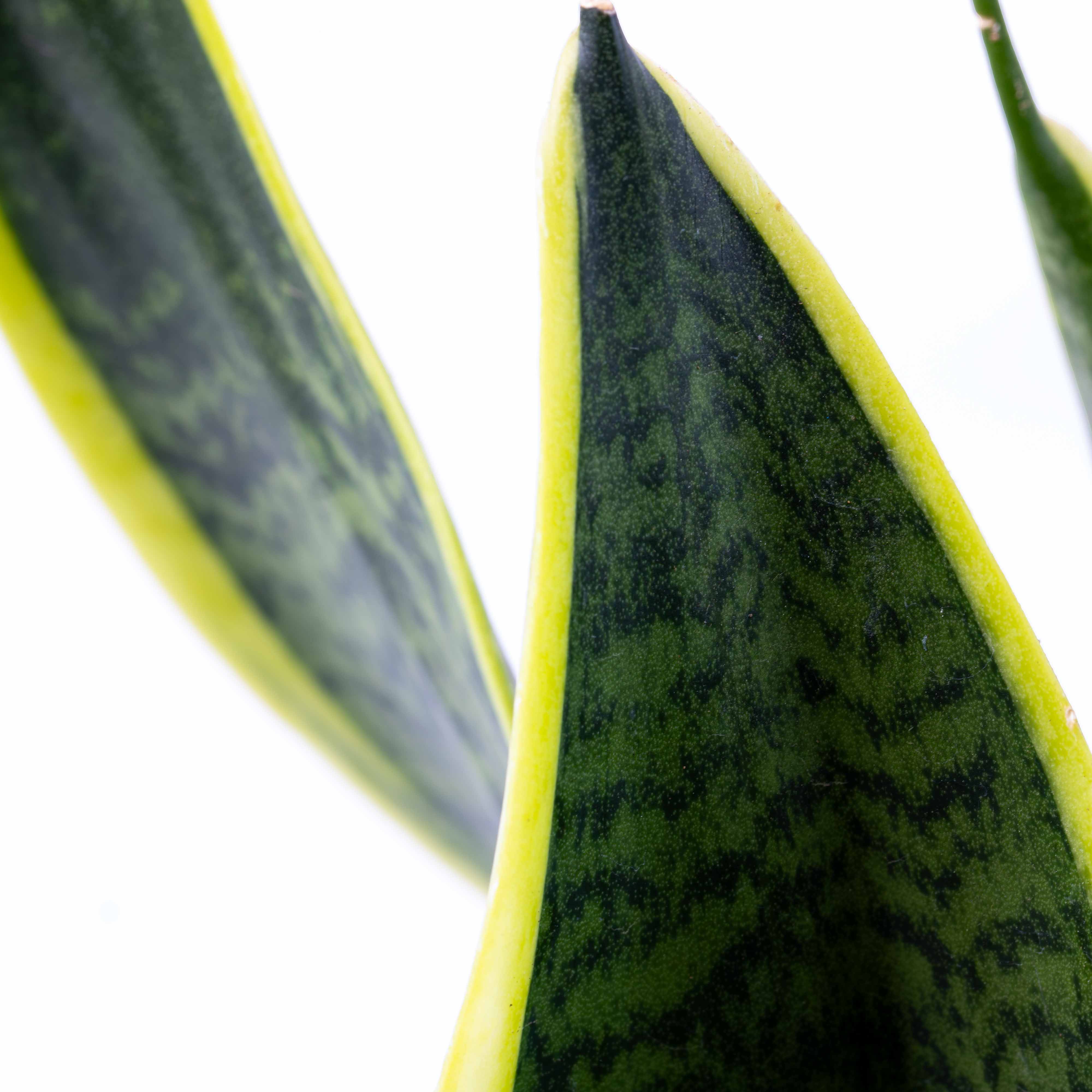 Dracaena trifasciata (Snake Plant/Sansevieria) 12cm - Image 2