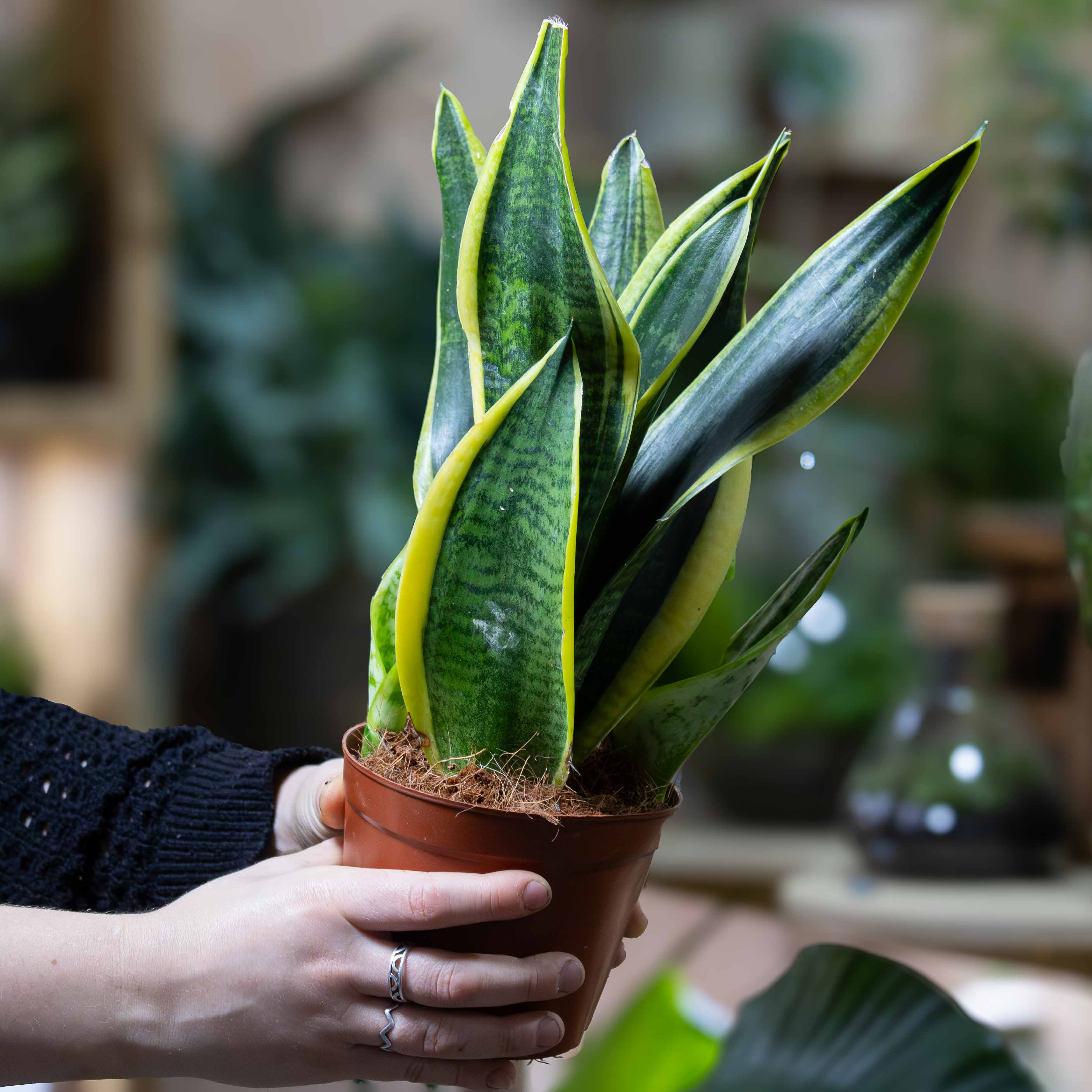 Dracaena trifasciata (Snake Plant/Sansevieria) 12cm - Image 3