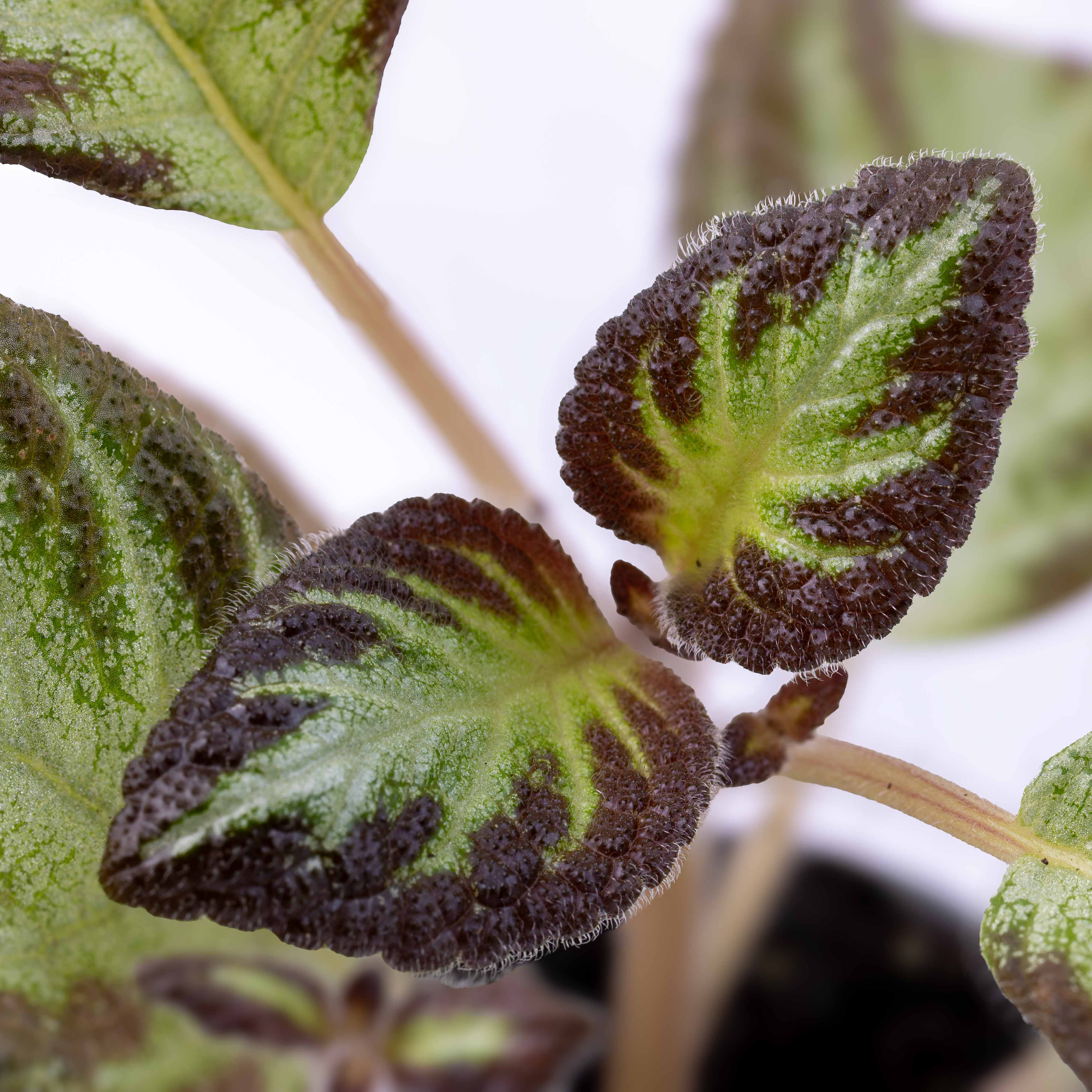 Episcia cupreata (African Violet) 6cm - Image 2
