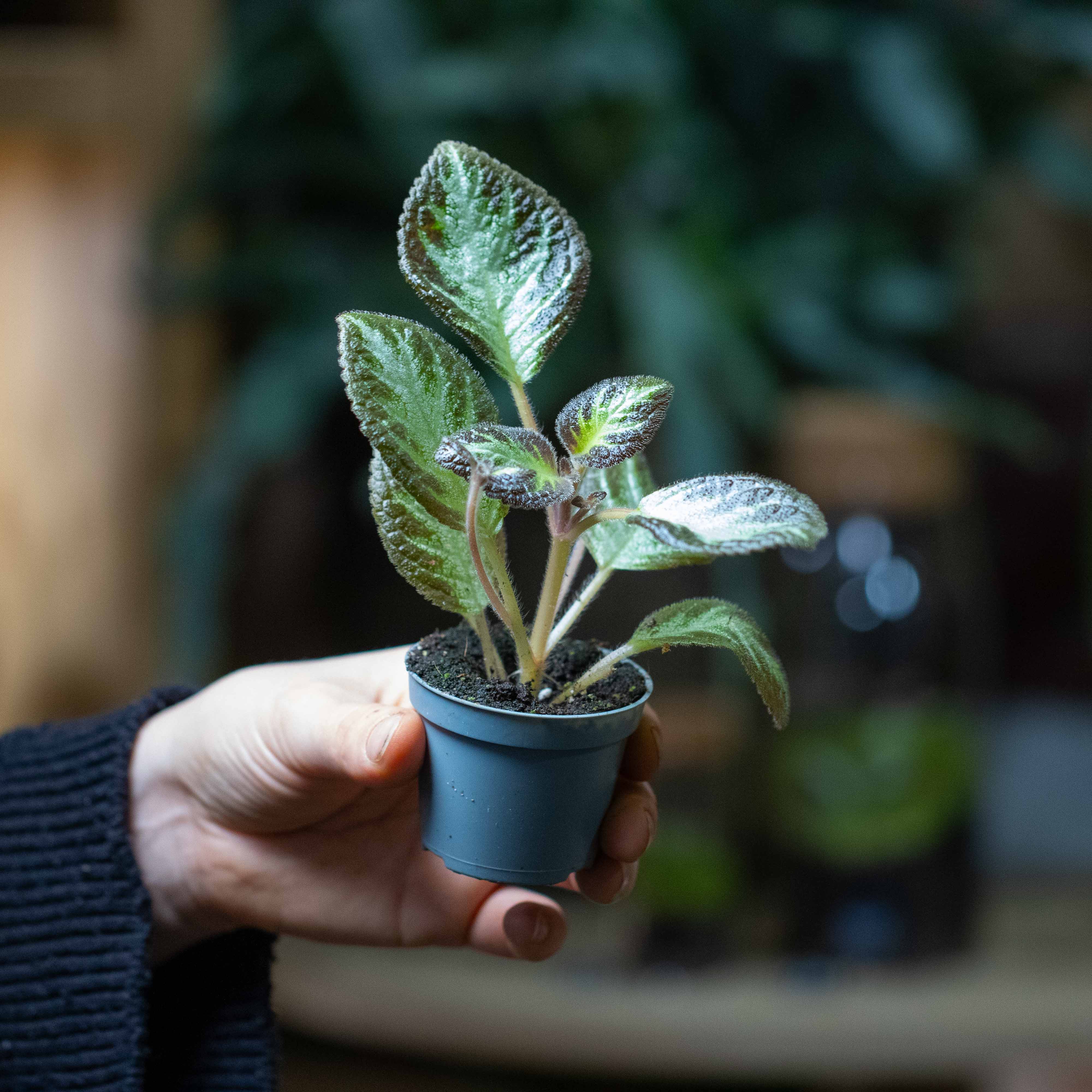 Episcia cupreata (African Violet) 6cm - Image 3