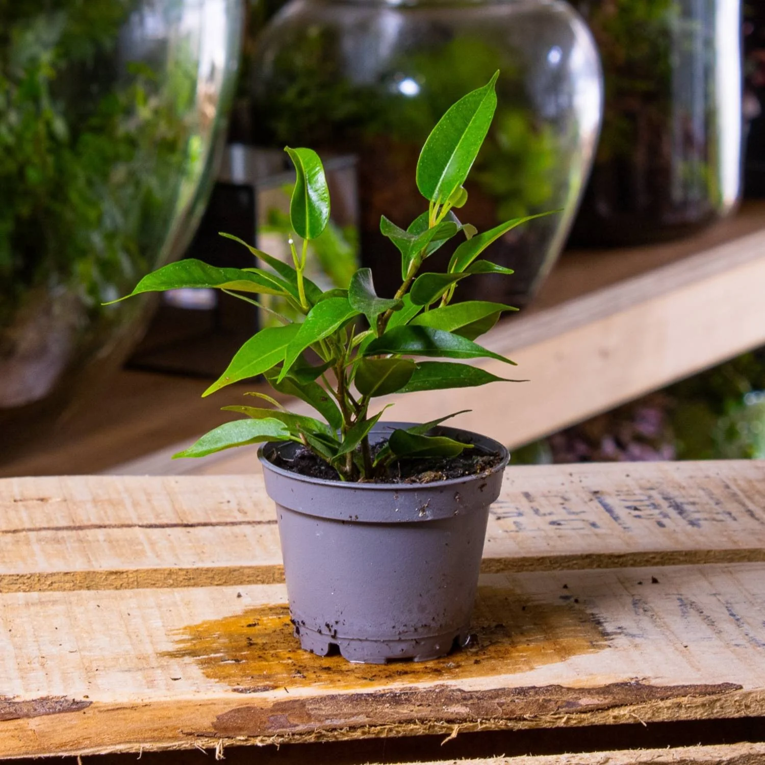 Ficus benjamina (Weeping Fig) 6cm - Image 2
