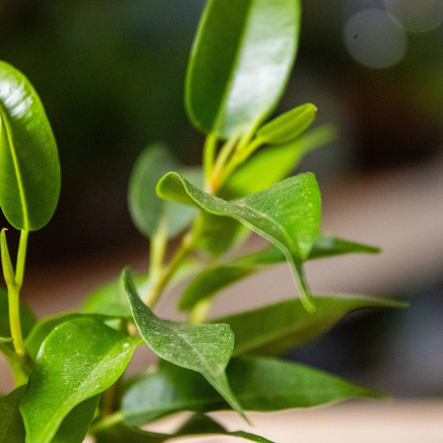 Ficus benjamina (Weeping Fig) 6cm - Image 3