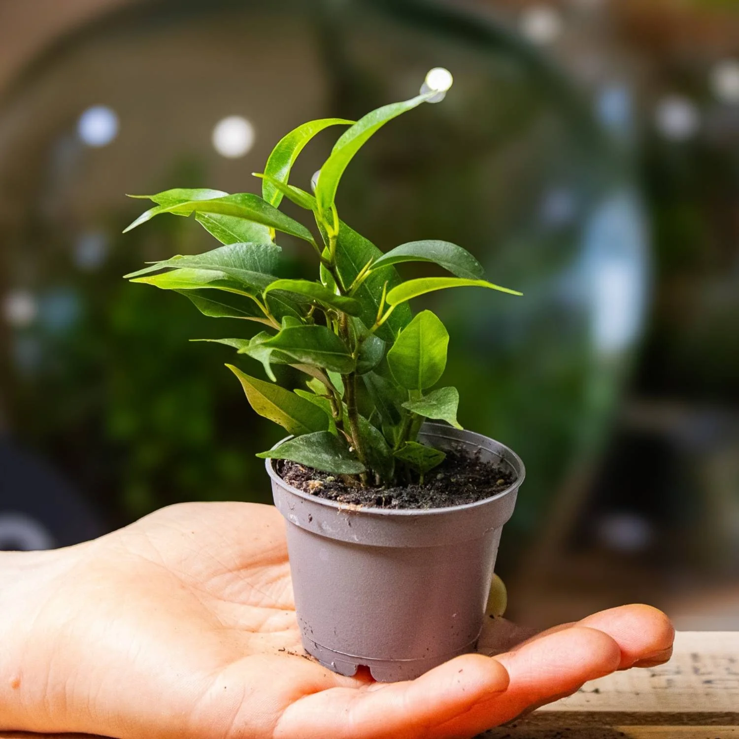 Ficus benjamina (Weeping Fig) 6cm - Image 4