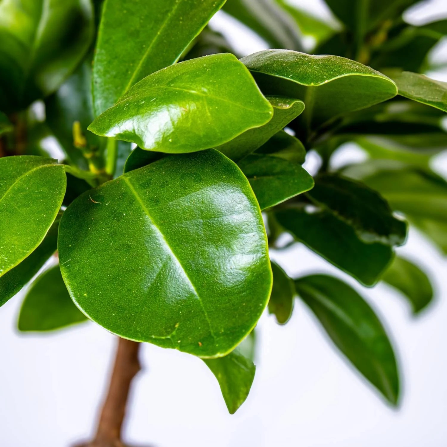 Ficus Ginseng Microcarpa (Ficus Bonsai) 10-12cm - Image 2