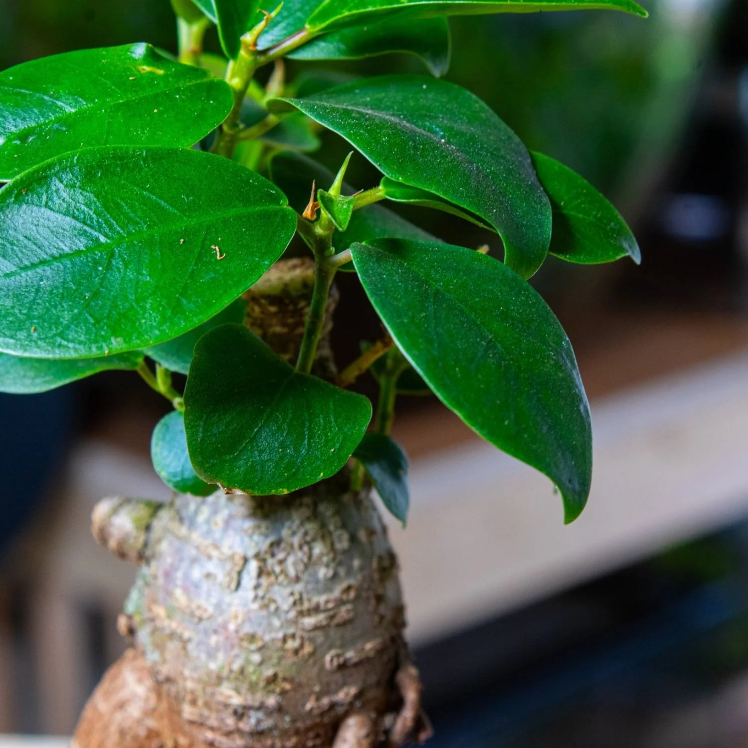 Ficus Ginseng Microcarpa (Ficus Bonsai) 10-12cm - Image 3