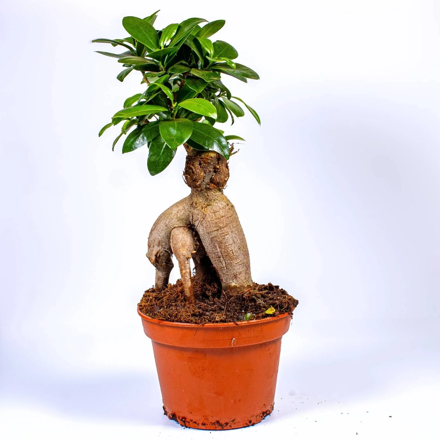 Ficus Ginseng Microcarpa (Ficus Bonsai) 10-12cm - Image 4