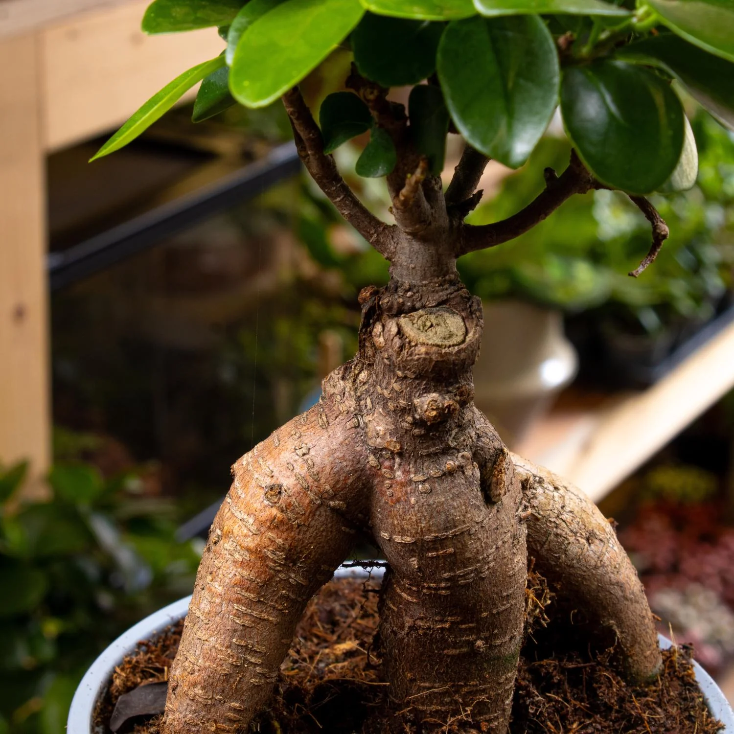 Ficus Ginseng Microcarpa (Ficus Bonsai) 10-12cm - Image 5