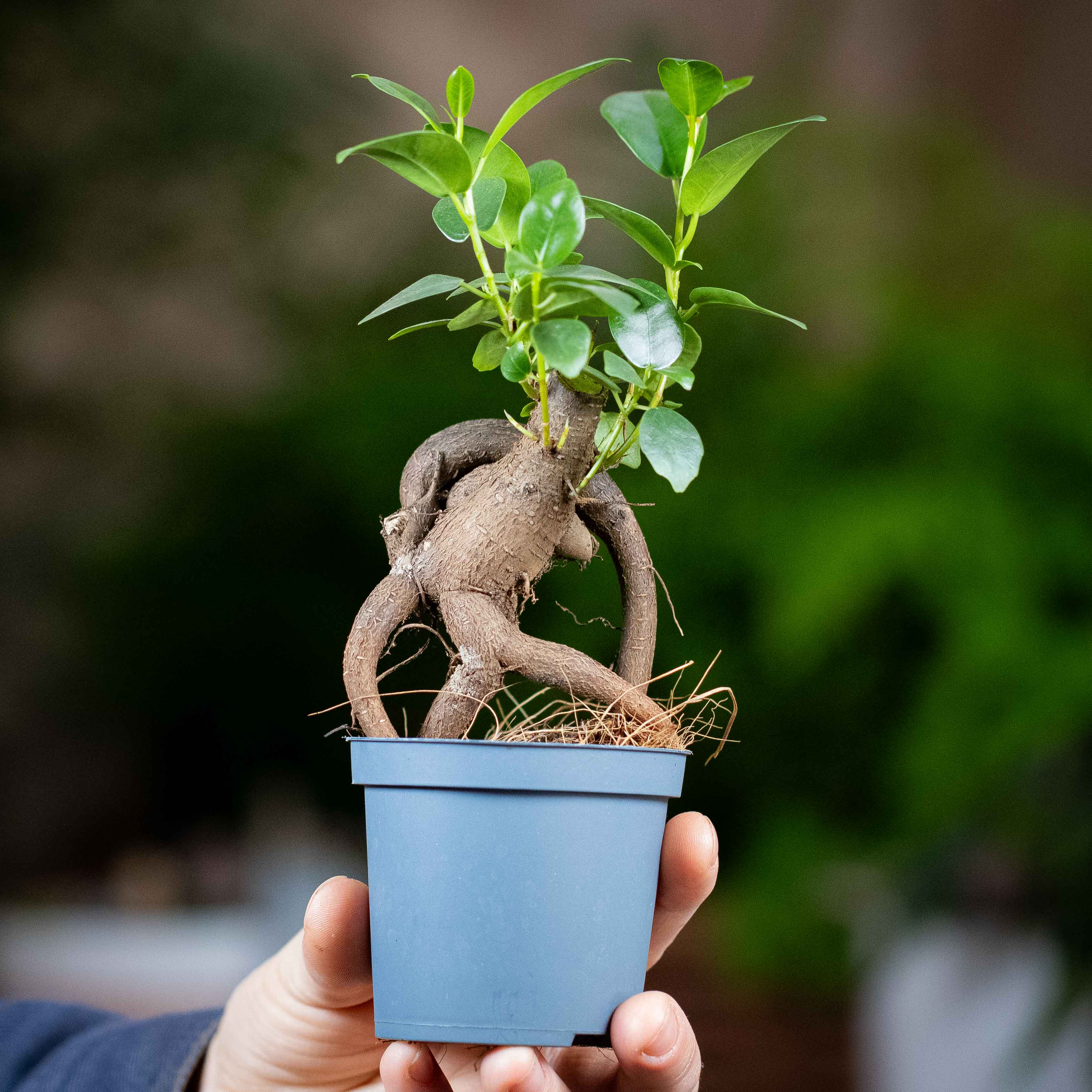 Ficus ginseng microcarpa (Ficus Bonsai) 6/7cm - Image 2