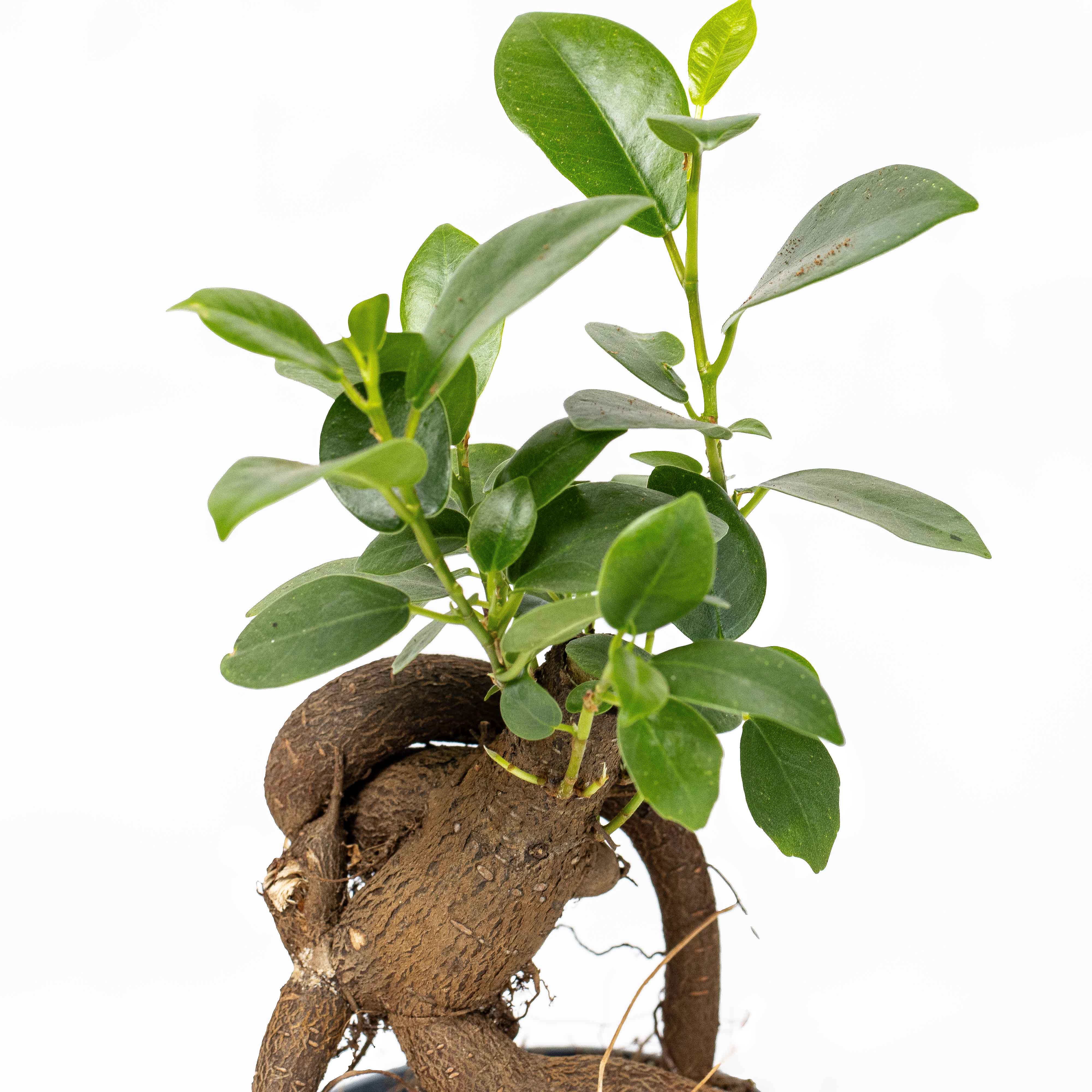 Ficus ginseng microcarpa (Ficus Bonsai) 6/7cm - Image 3