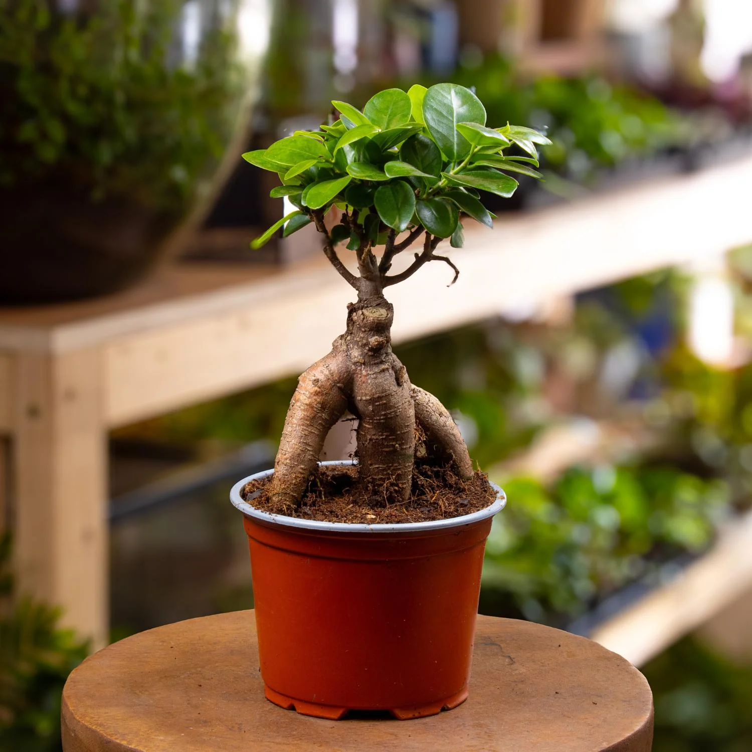 Ficus Ginseng Microcarpa (Ficus Bonsai) 10-12cm - Image 6