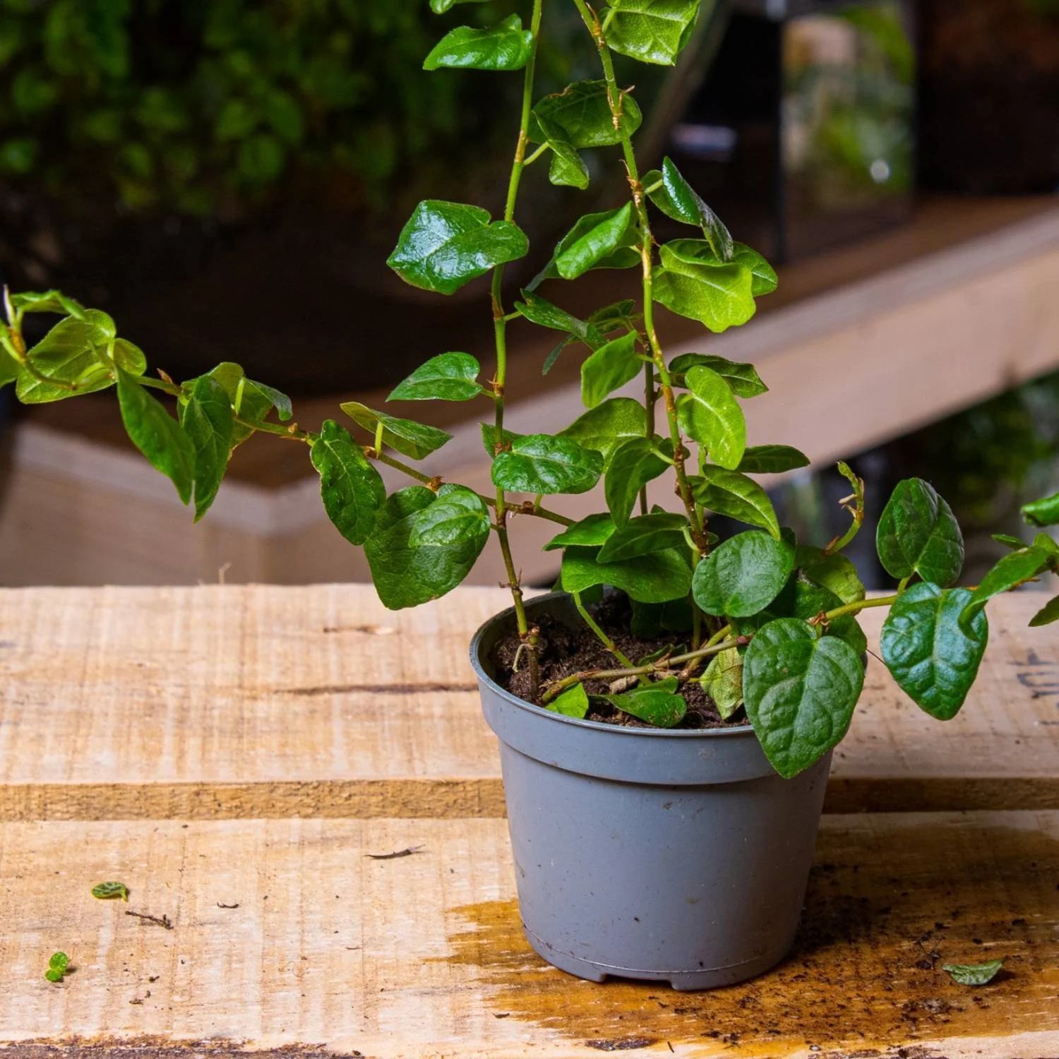 Ficus pumila (Creeping Fig) 6cm - Image 2
