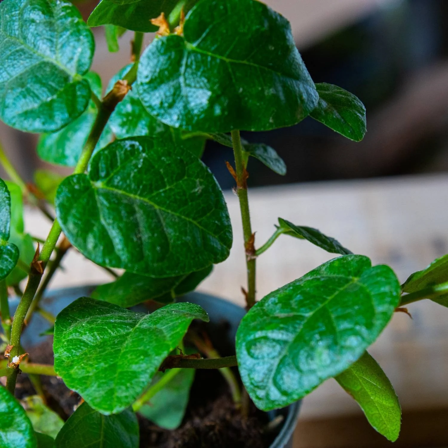Ficus pumila (Creeping Fig) 6cm - Image 3
