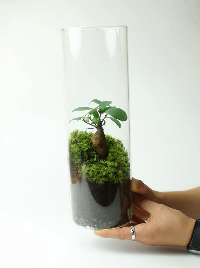 Ficus Terrarium - Image 2