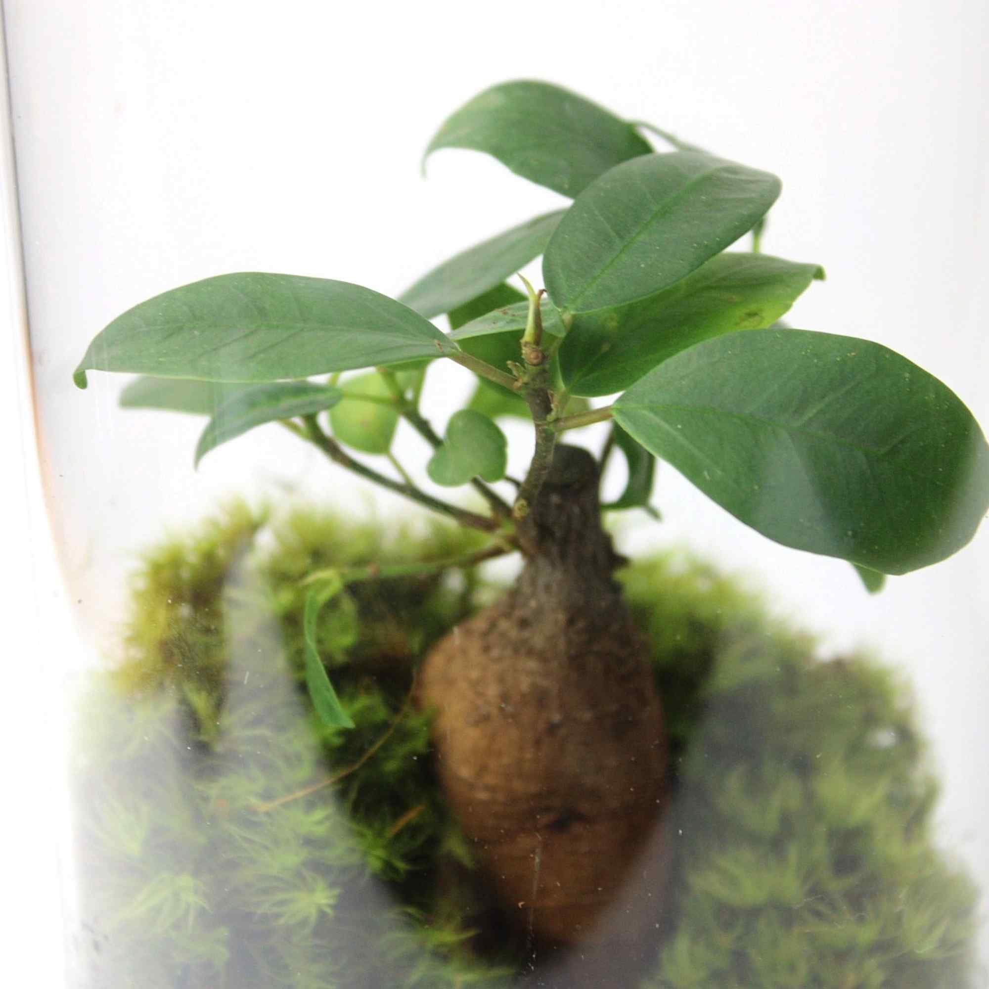 Ficus Terrarium - Image 3