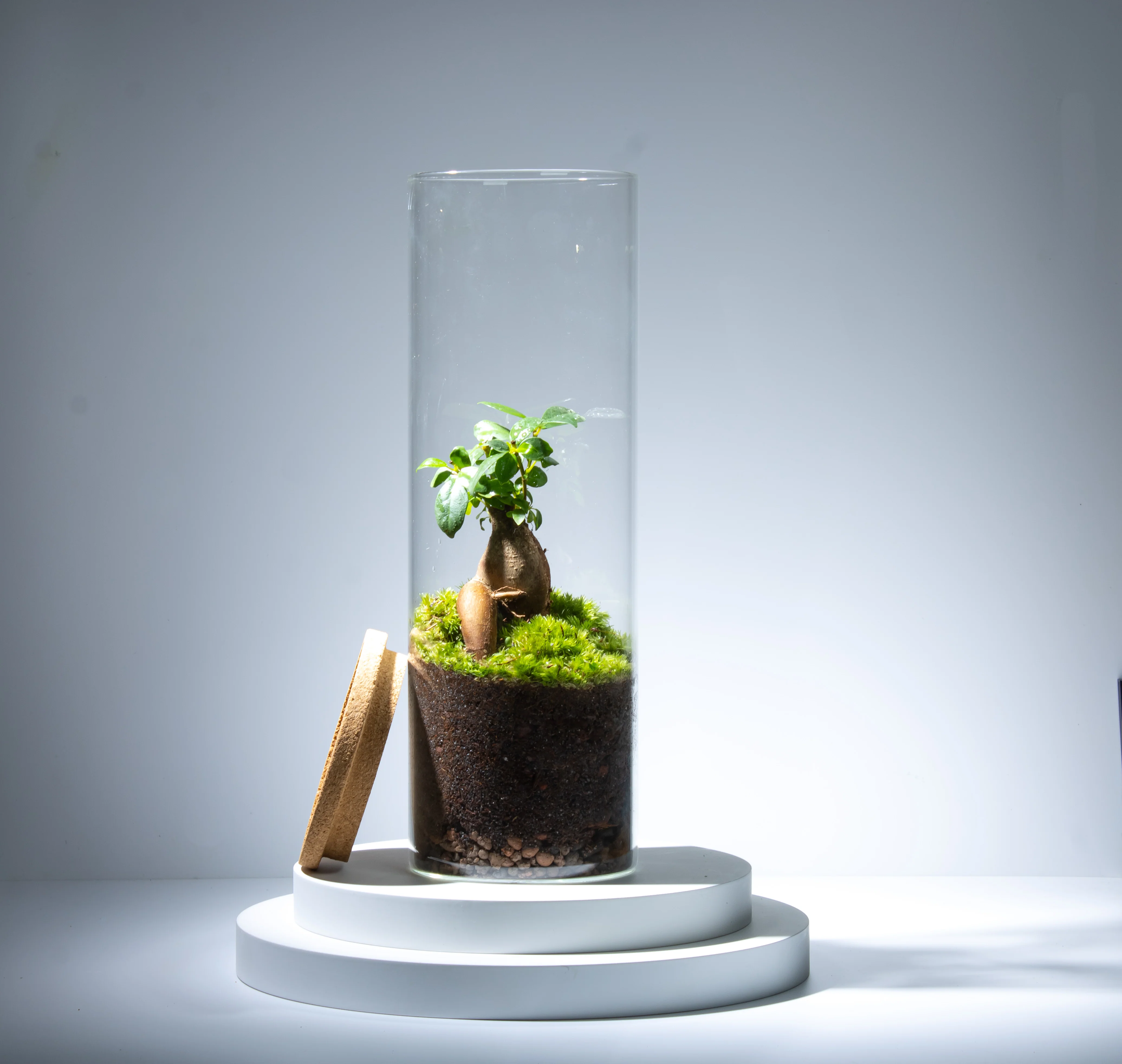 Ficus Terrarium - Image 4