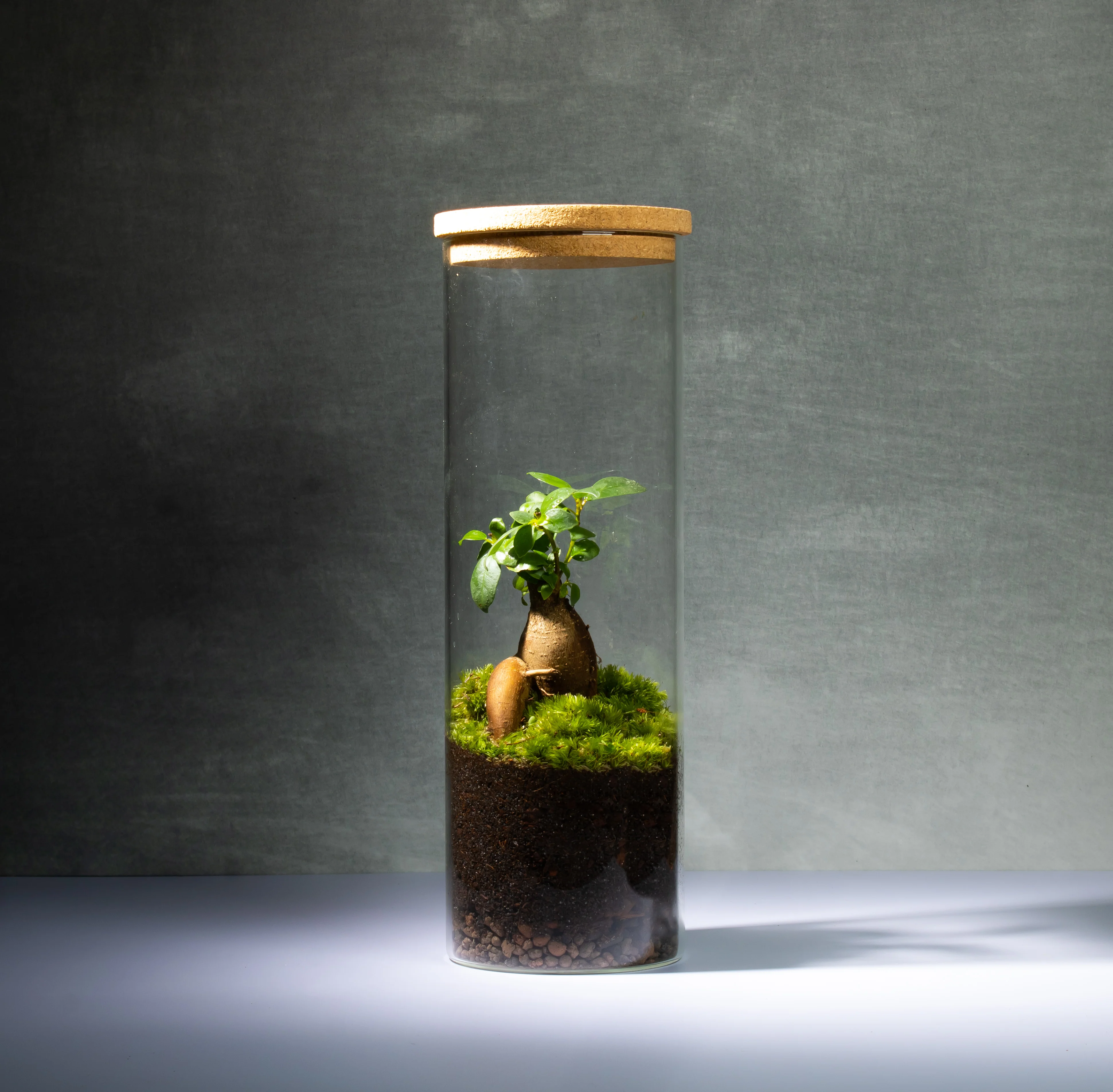 Ficus Terrarium - Image 5