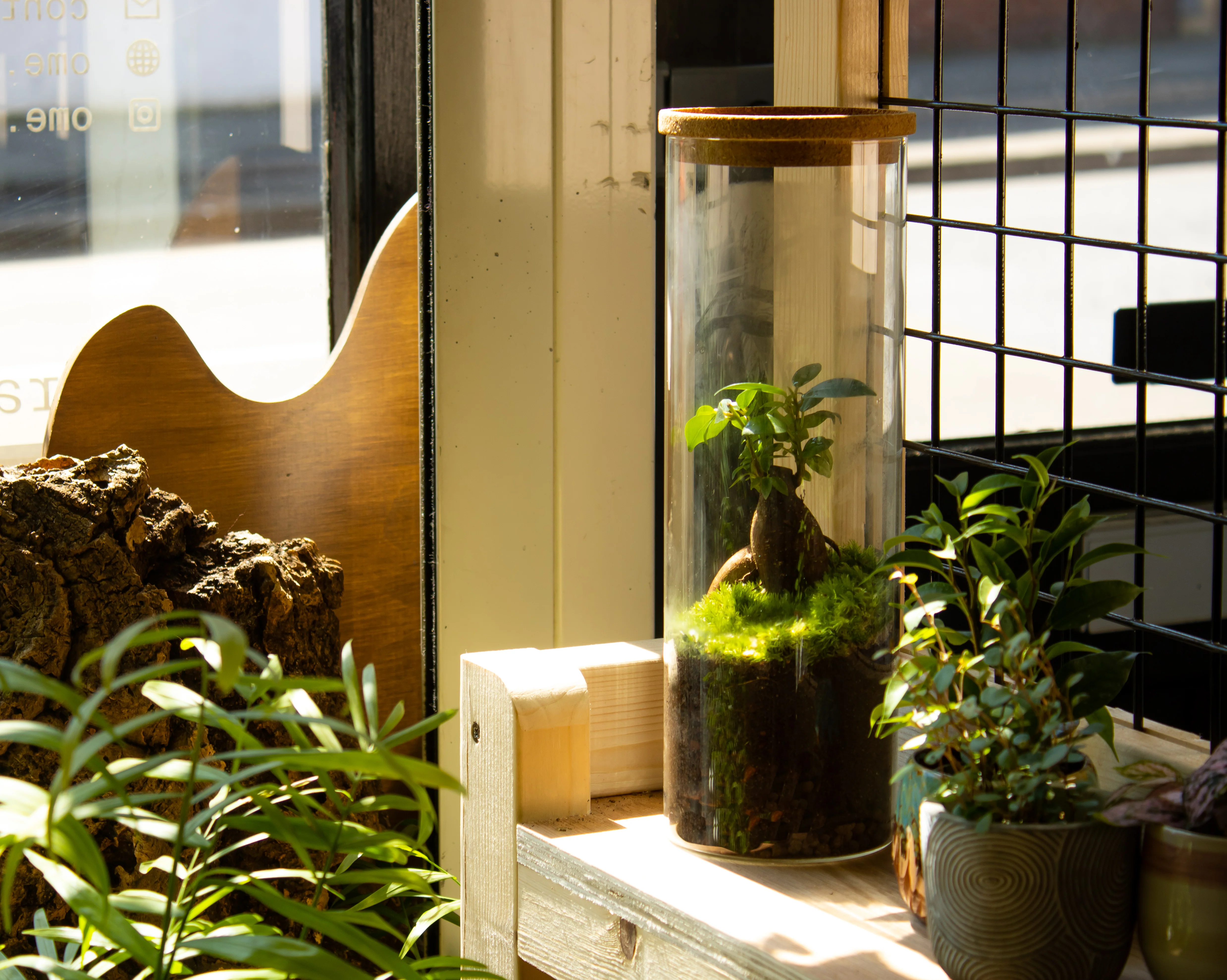 Ficus Terrarium - Image 6