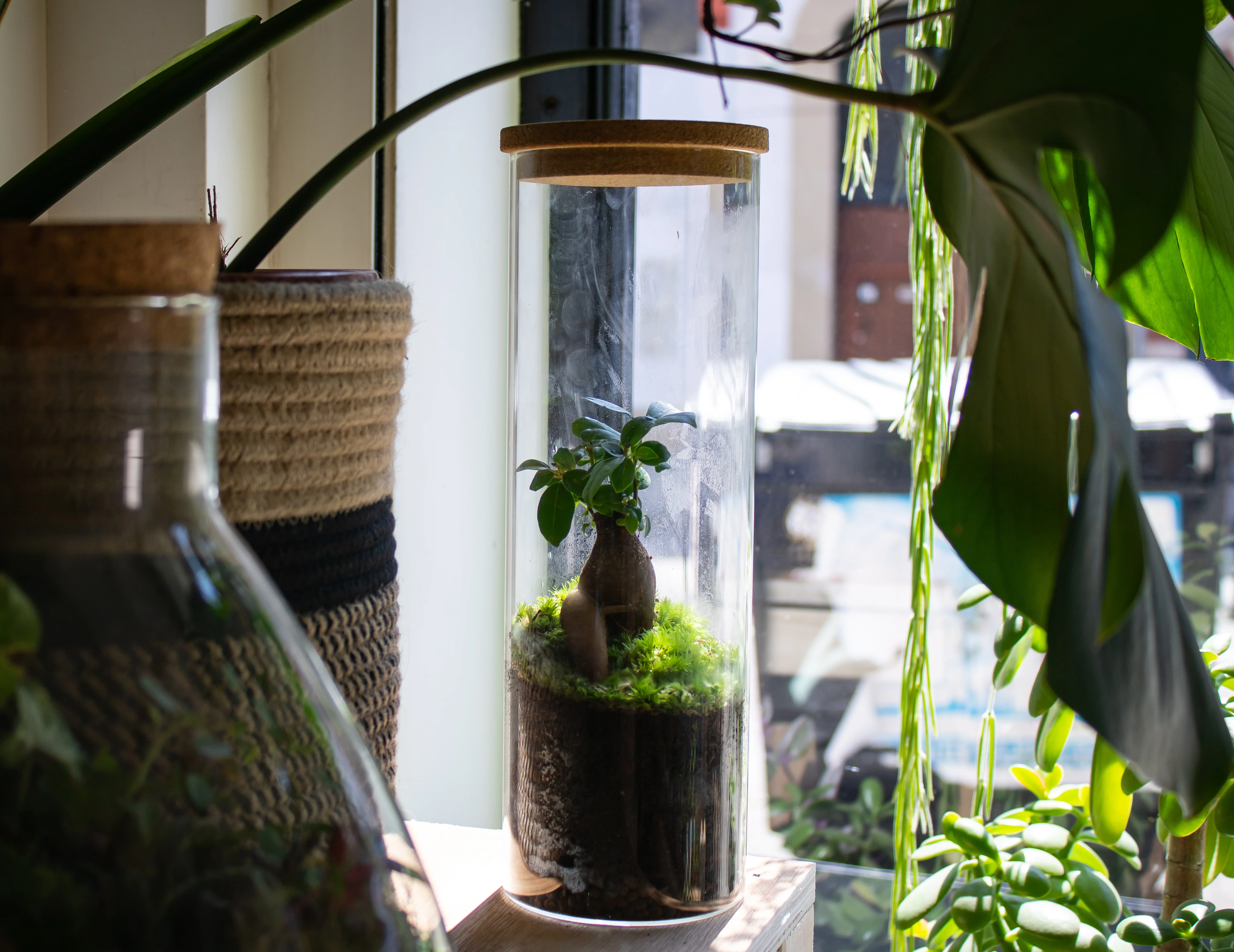 Ficus Terrarium - Image 7