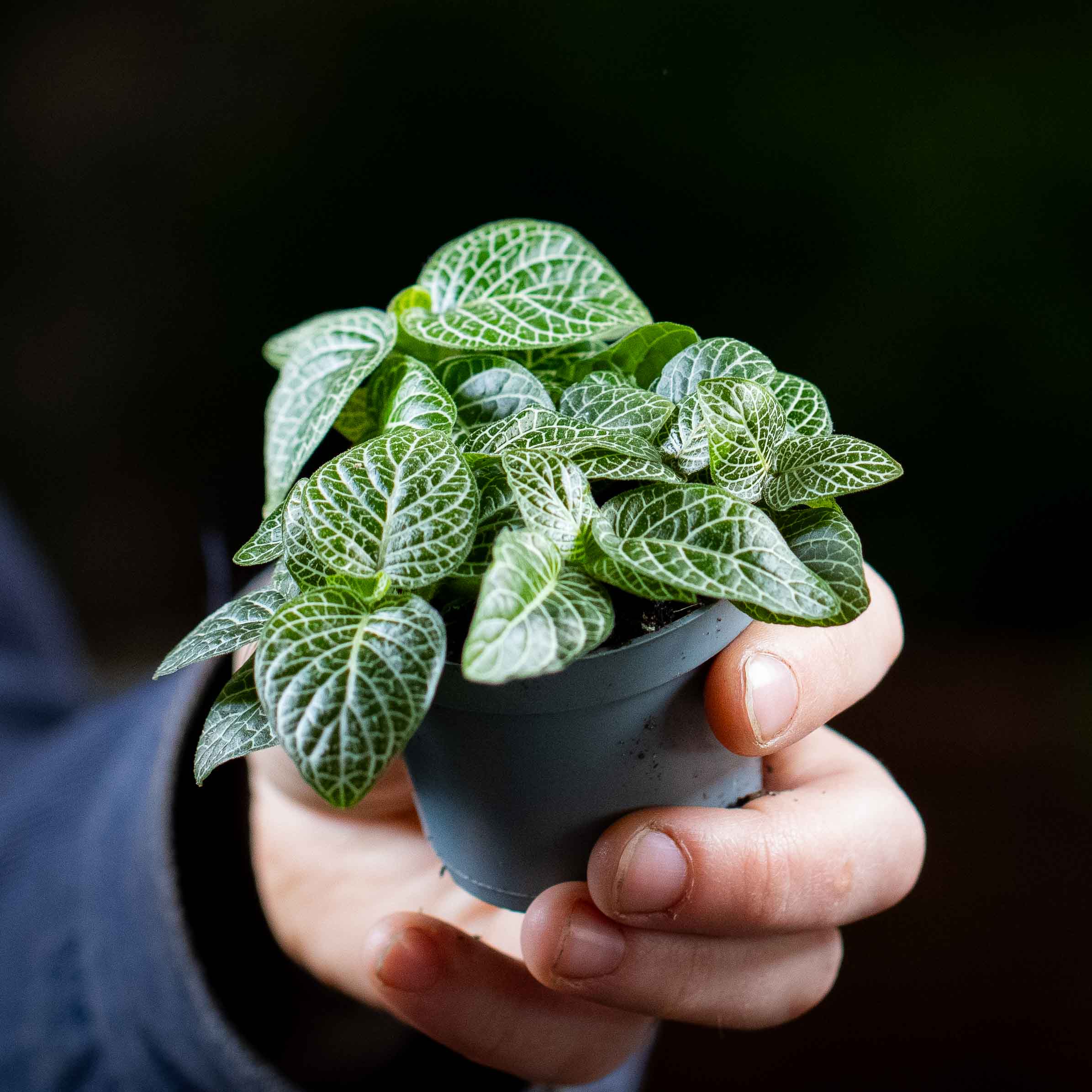 Fittonia albivenis (Green Nerve Plant) 6cm - Image 2