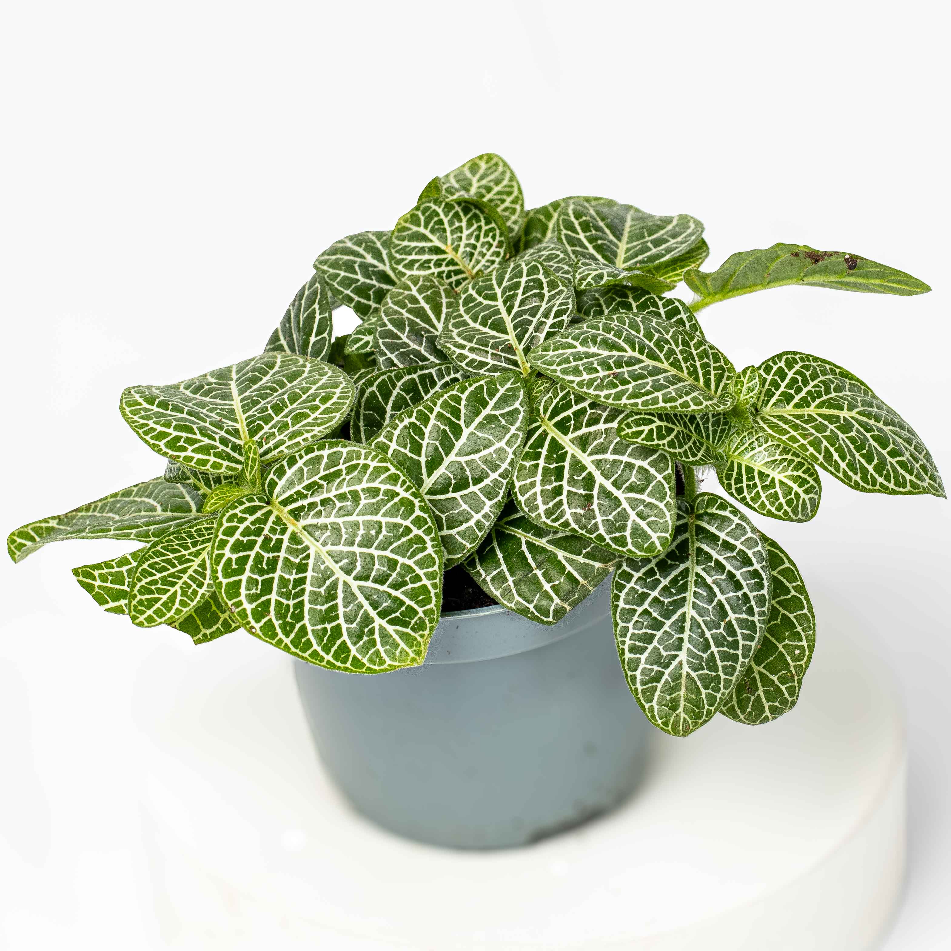 Fittonia albivenis (Green Nerve Plant) 6cm - Image 3