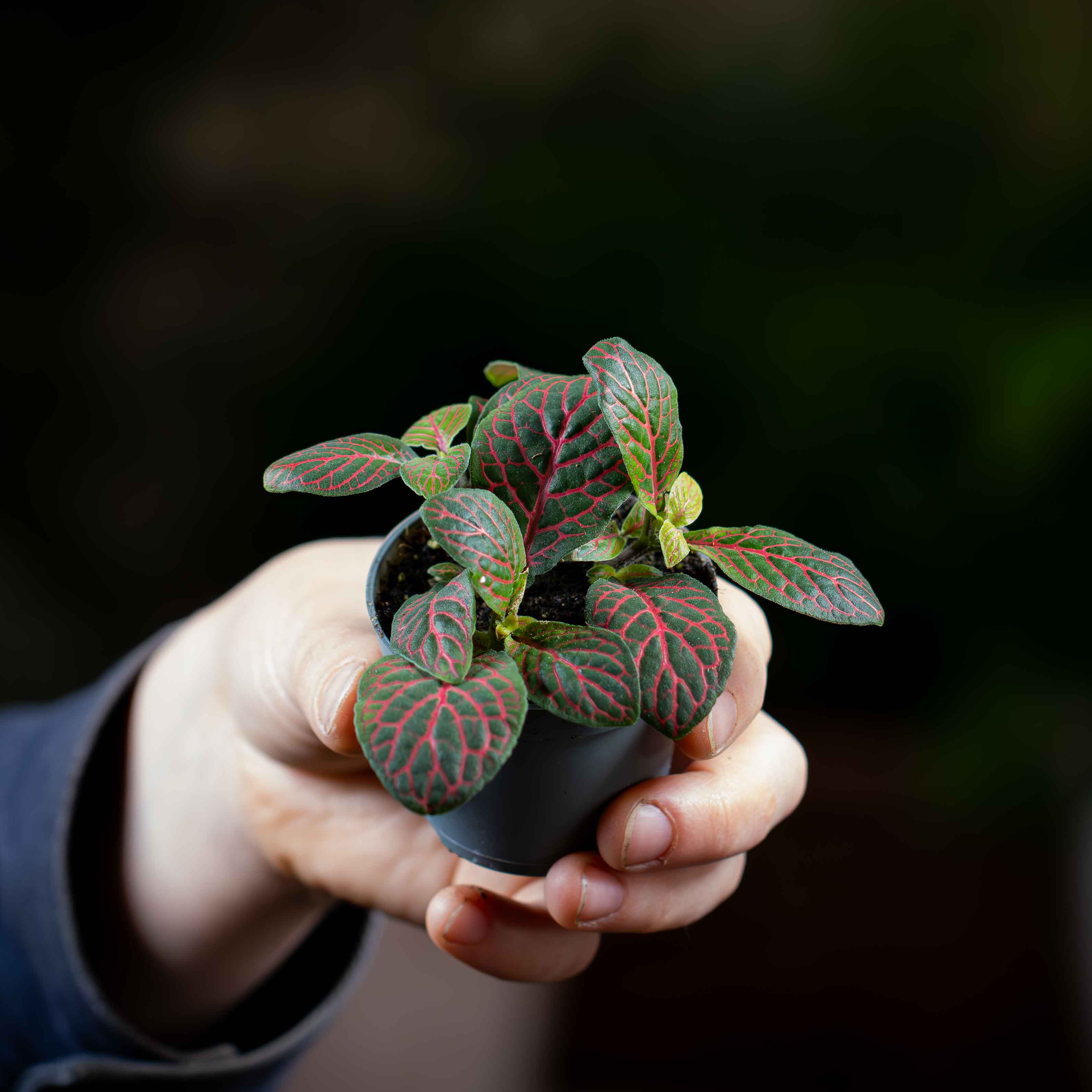 Fittonia albivenis (Red Nerve Plant) 6cm - Image 2